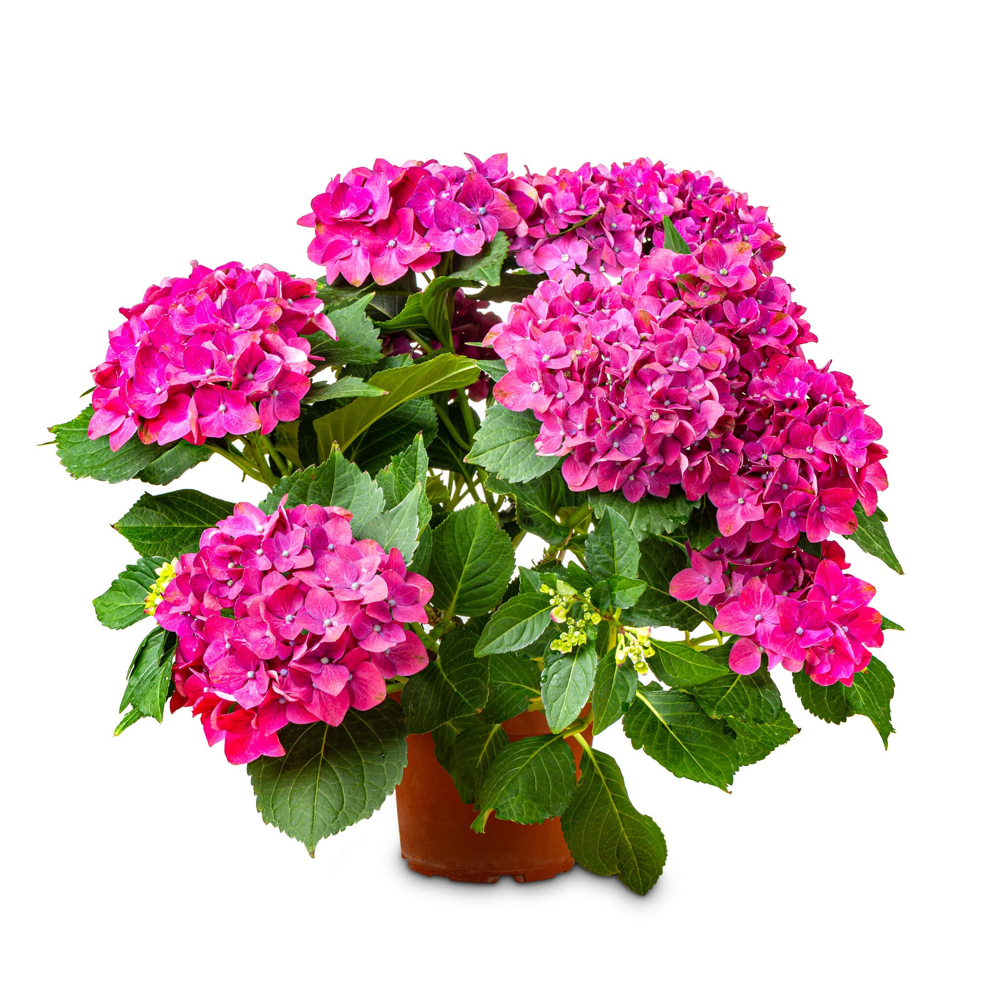Planta cu flori Hortensie, Ø ghiveci 23 cm, diverse culori