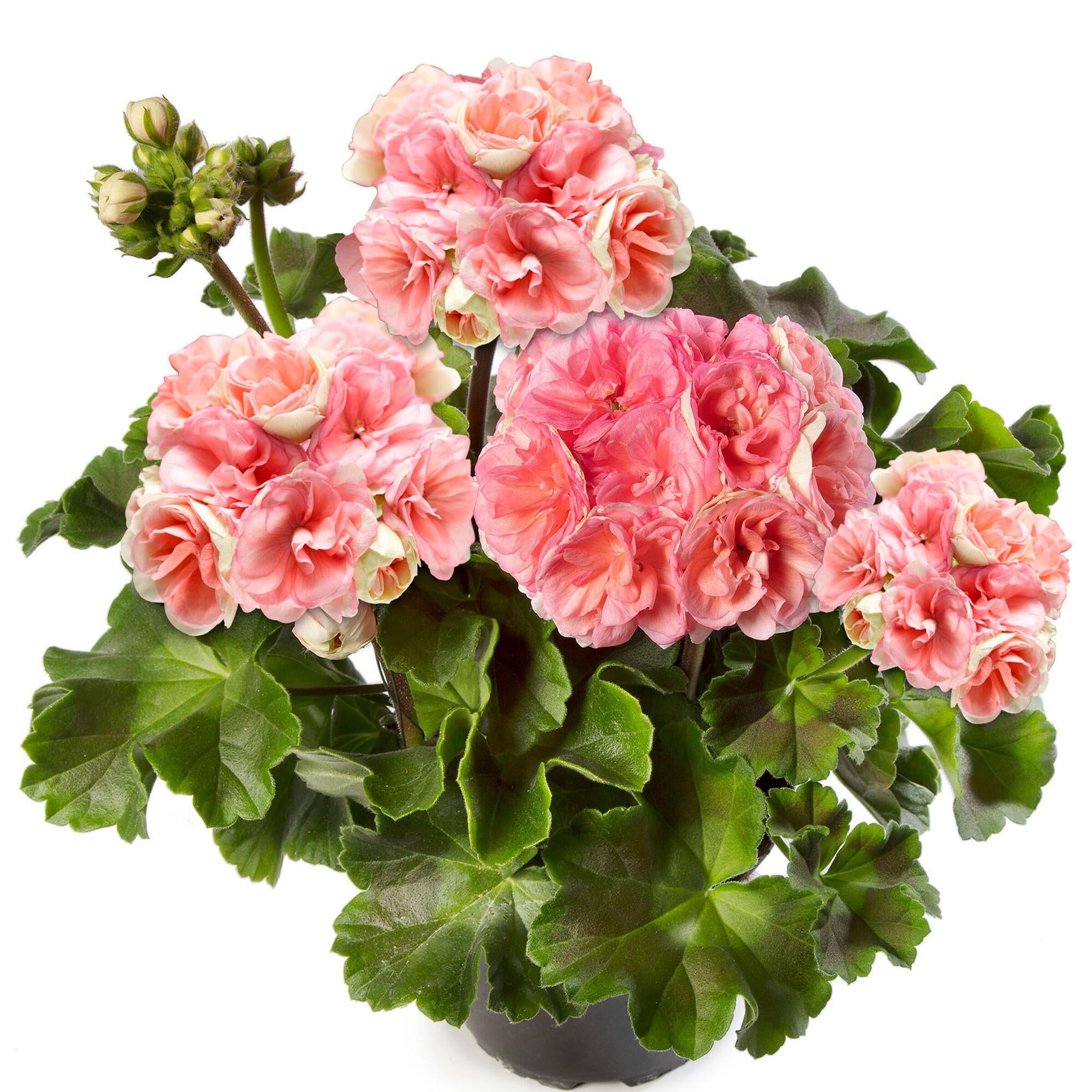 Planta Roz Planta de exterior cu flori Pelargonium Rosebud Astrid, H
