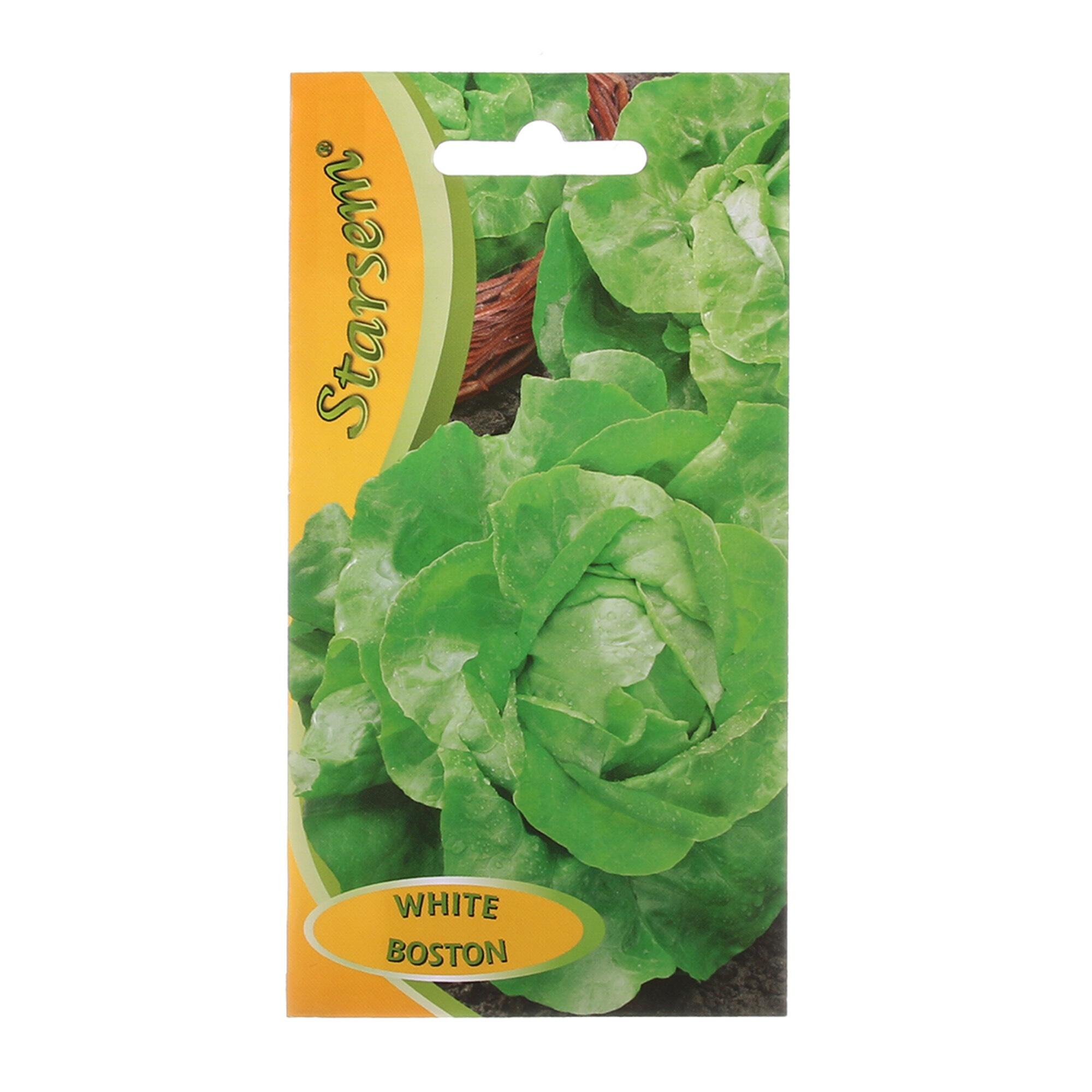 Seminte legume, salata Boston, Starsem