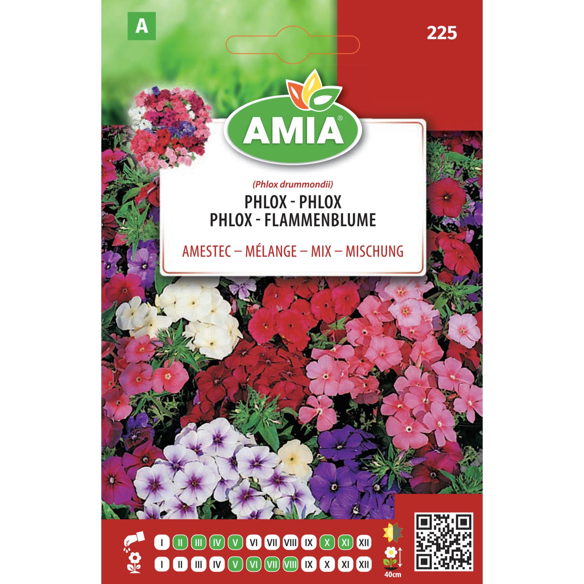 Seminte flori de primavara, phloxgand, amestec culori, Amia, 0.5 g