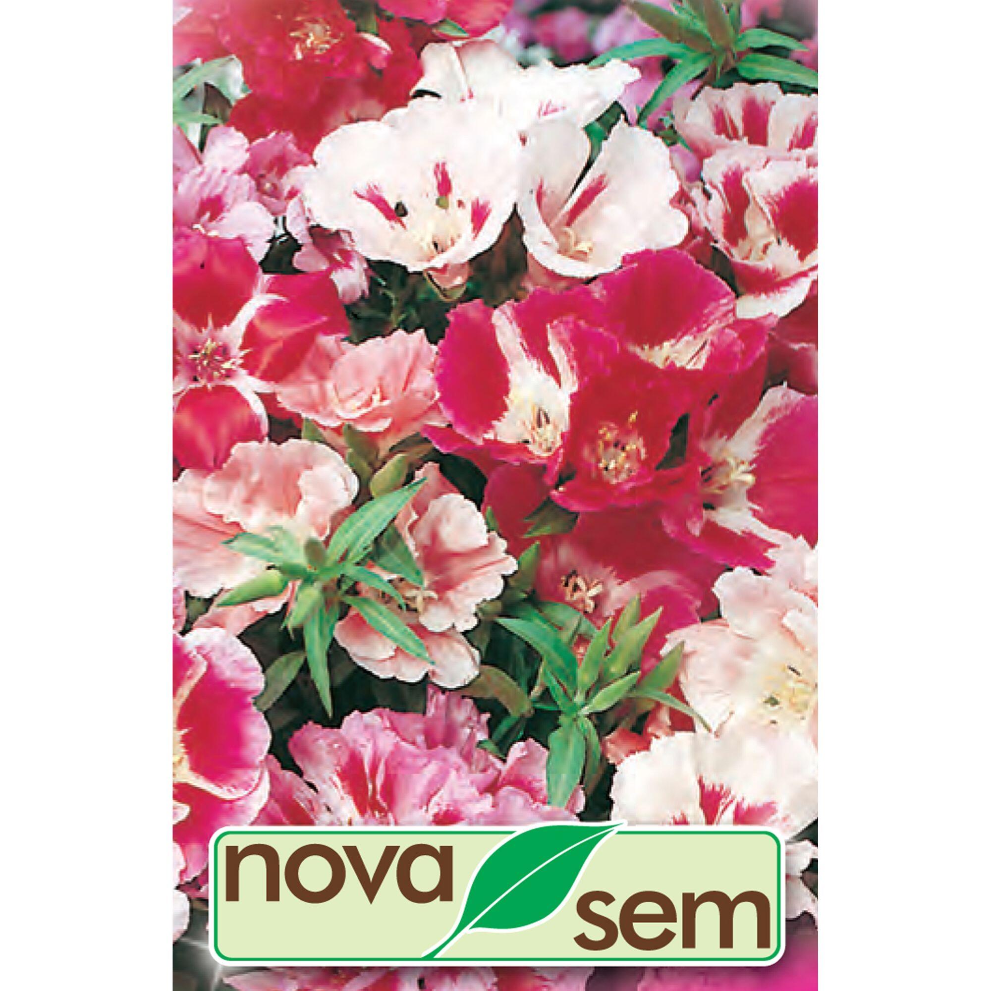 Seminte flori de primavara, Azalee de gradina, amestec culori, Novasem ...