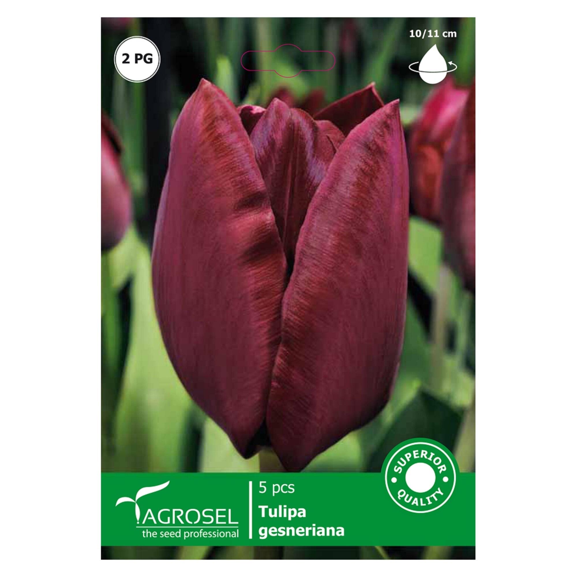 Bulbi lalea Gesneriana, Agrosel, rosu-mov (5 buc)