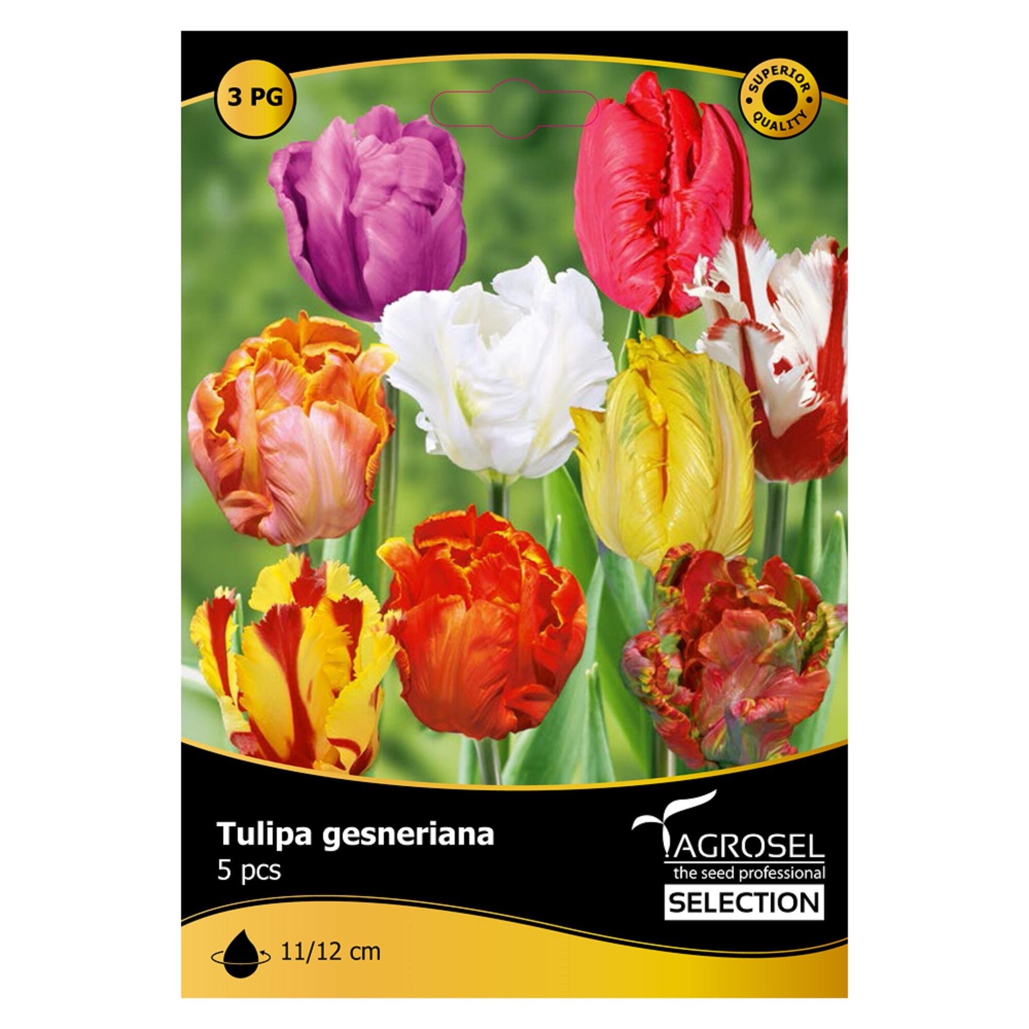 Bulbi lalea Gesneriana, Agrosel, mix culori (5 buc)