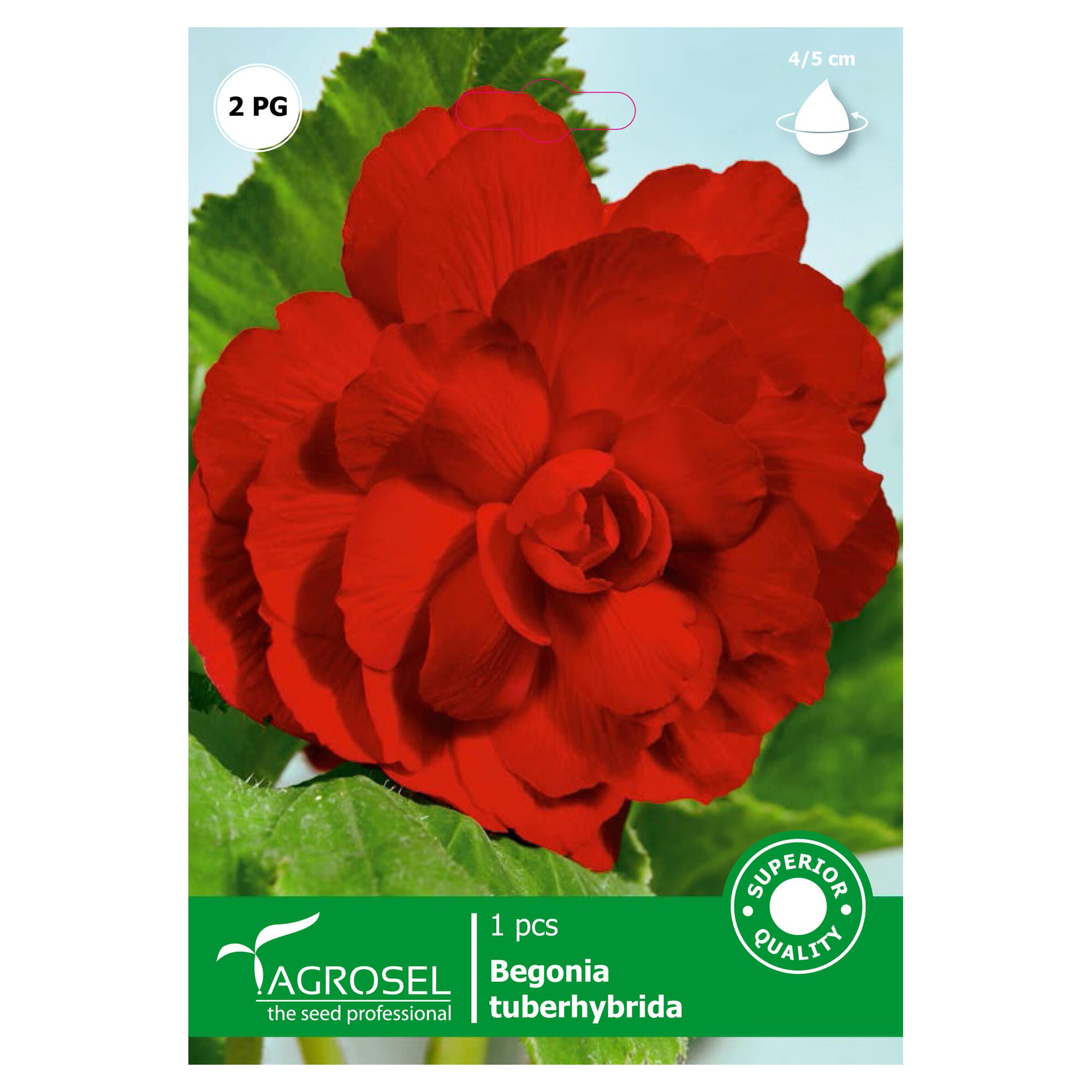 Bulb begonia Agrosel, rosie | Leroy Merlin