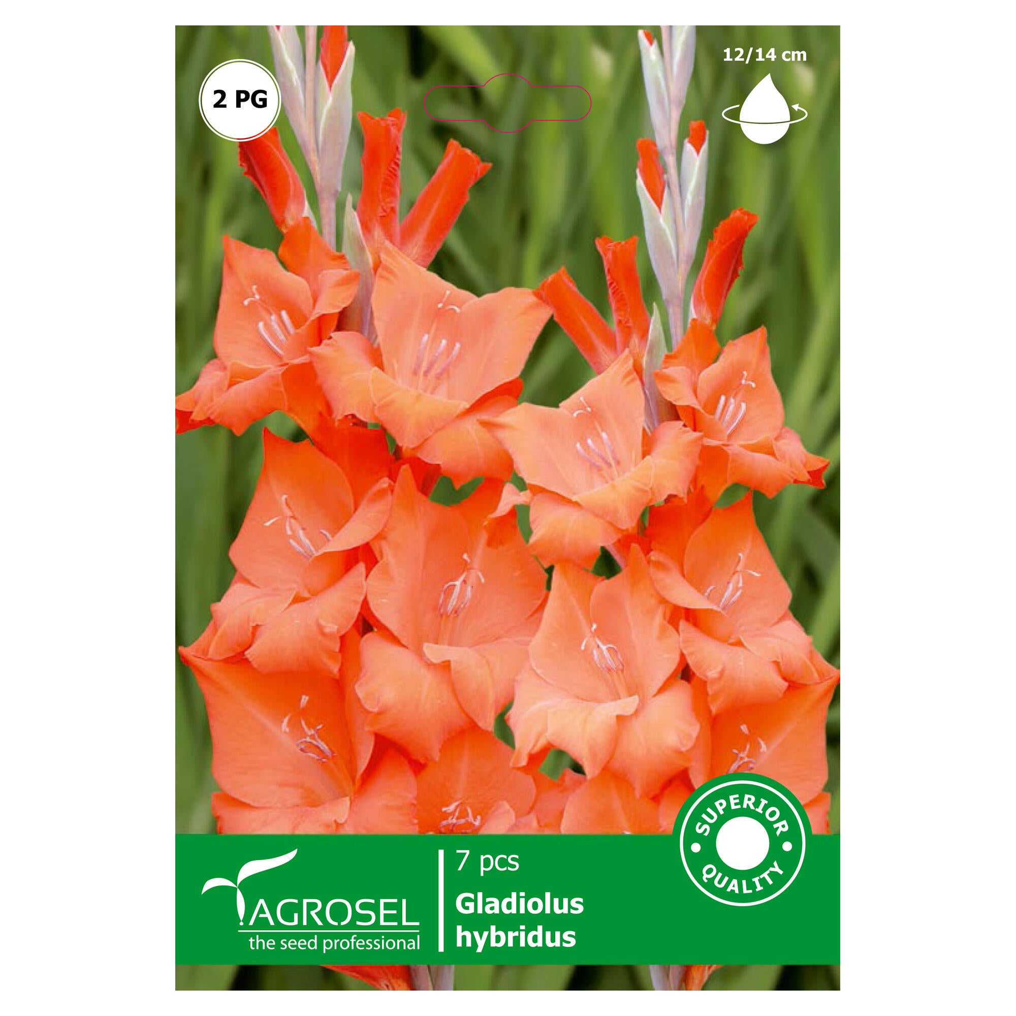 Bulbi gladiole Agrosel, portocalii (7 buc)
