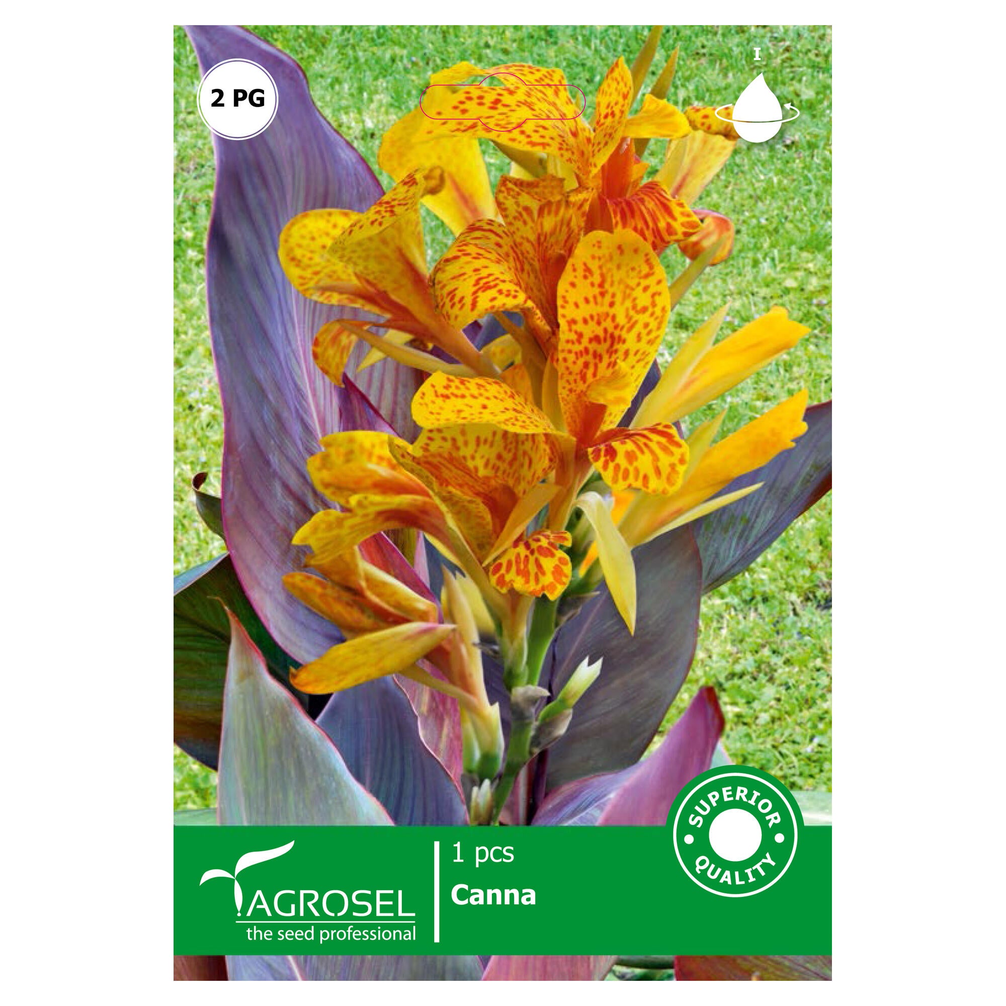 Bulb canna Cleopatra Agrosel, portocaliu/rosu