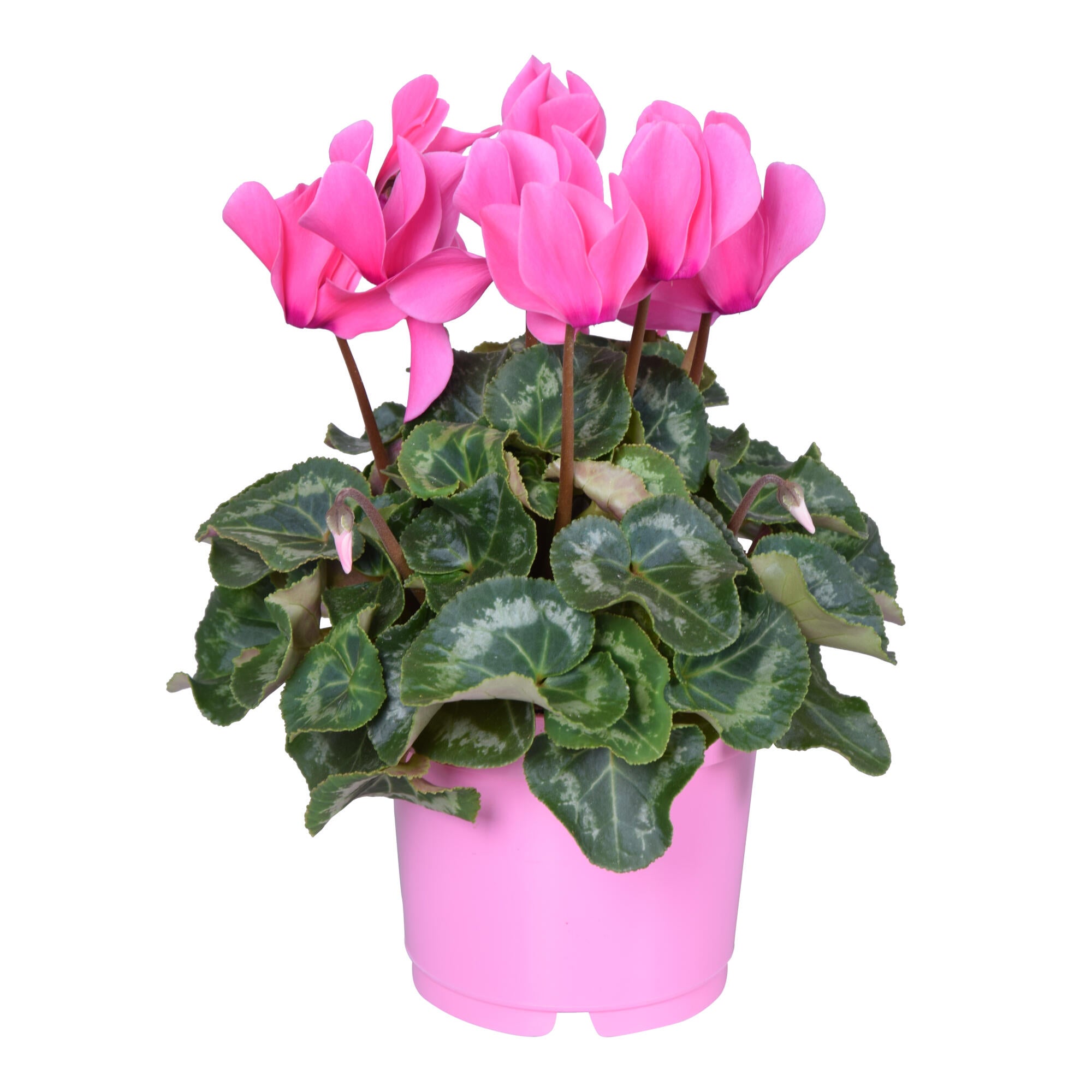 Planta cu flori Cyclaam, H 20 cm, Ø ghiveci 10.5 cm, diverse culori