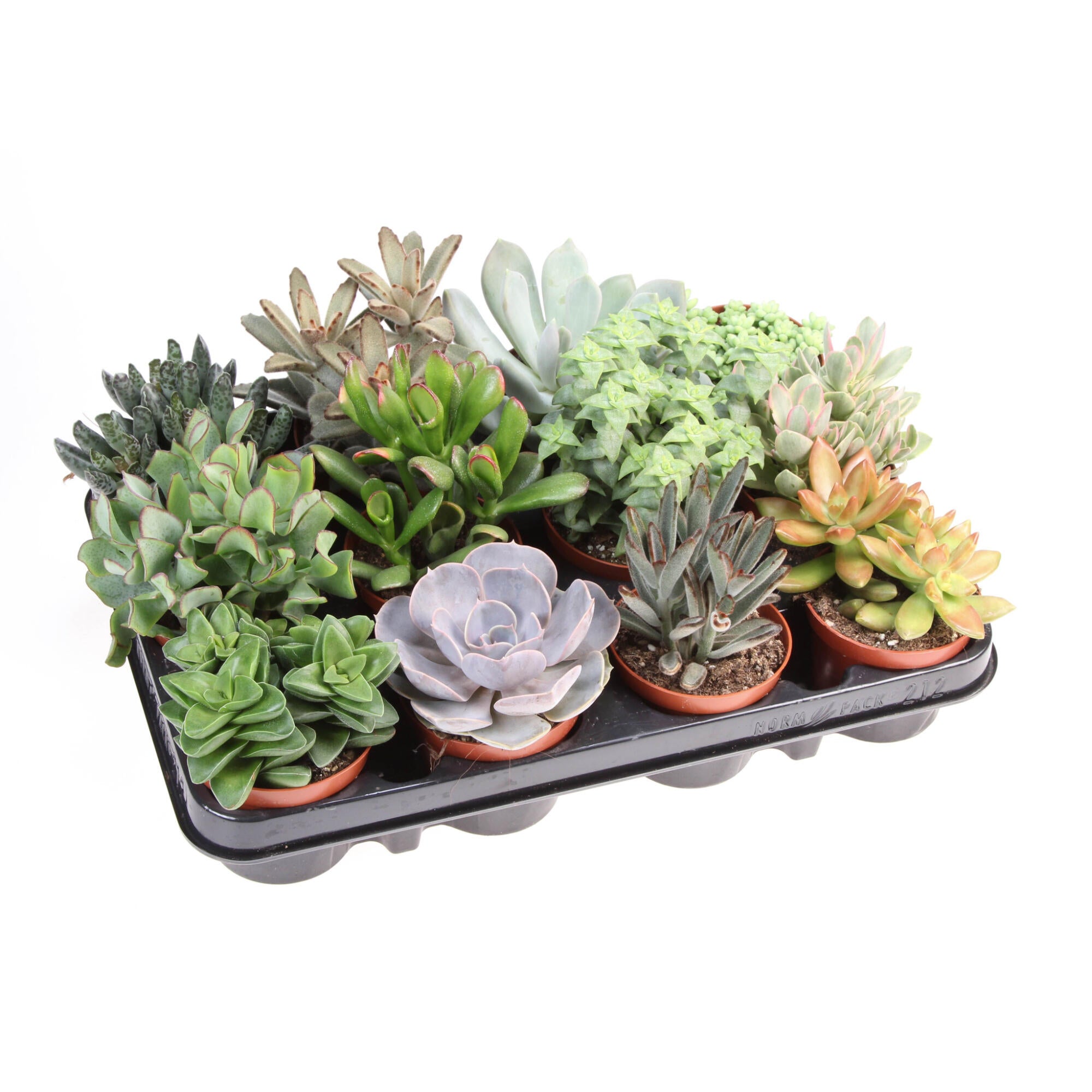 Planta verde, suculenta, H 15 cm, Ø ghiveci 8.5 cm, diverse sortimente