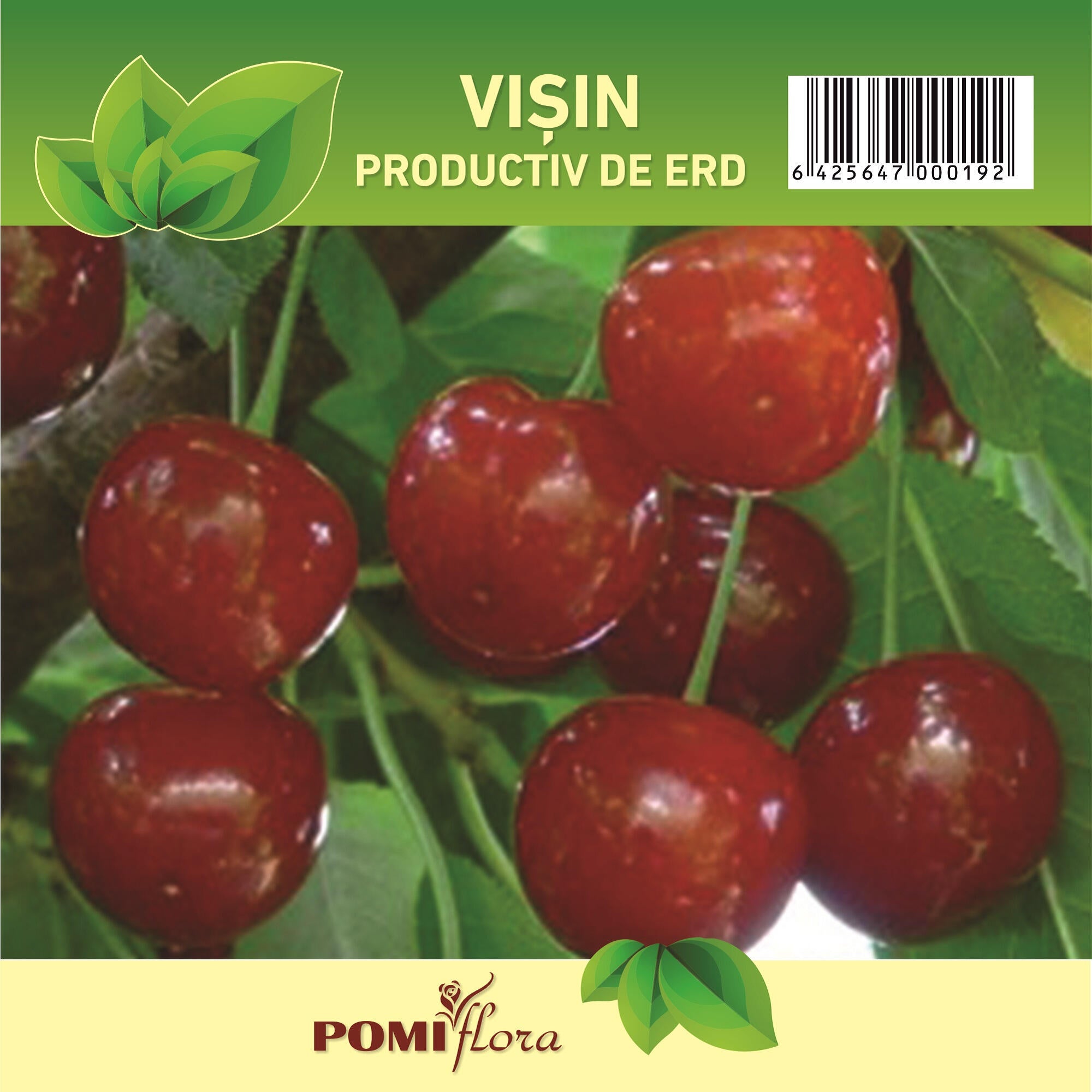 Pom fructifer visin Prunus Cerasus, H 121-150 cm, rosu