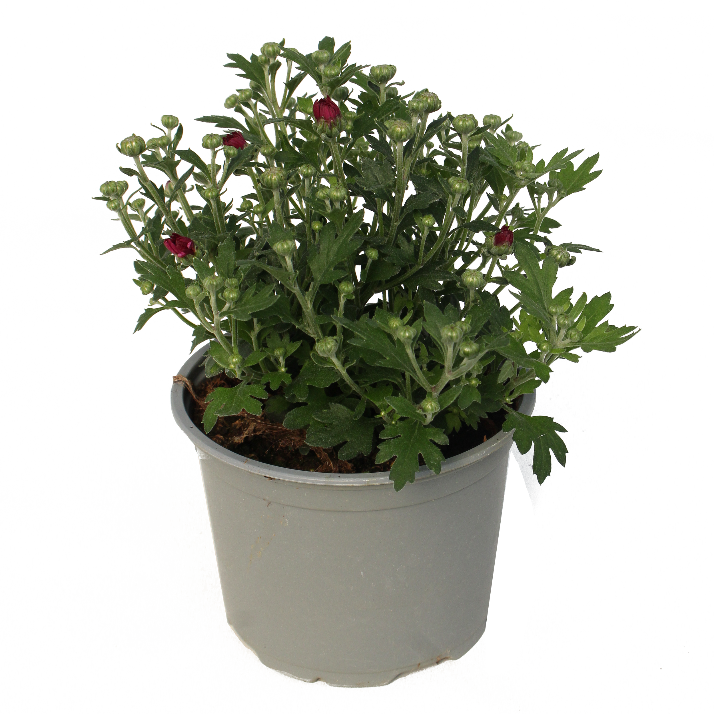 Chryzantema ogrodowa mix kolorów P12 PAN - 2