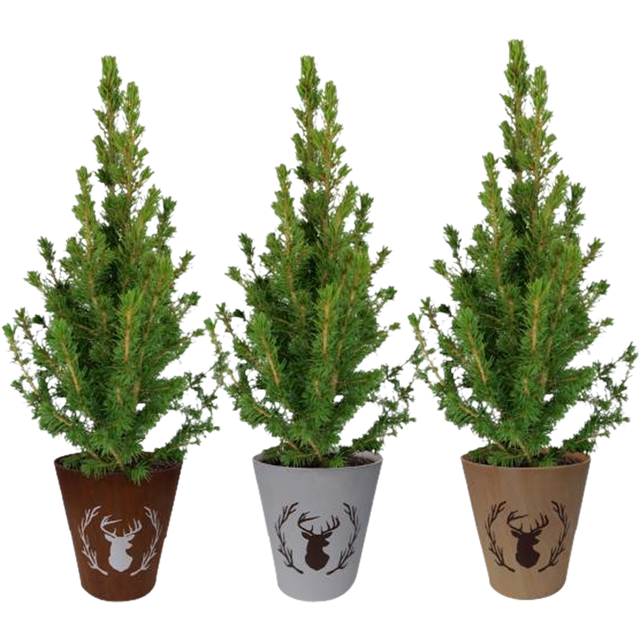 Świerk biały 'Conica' Świerk 60 cm