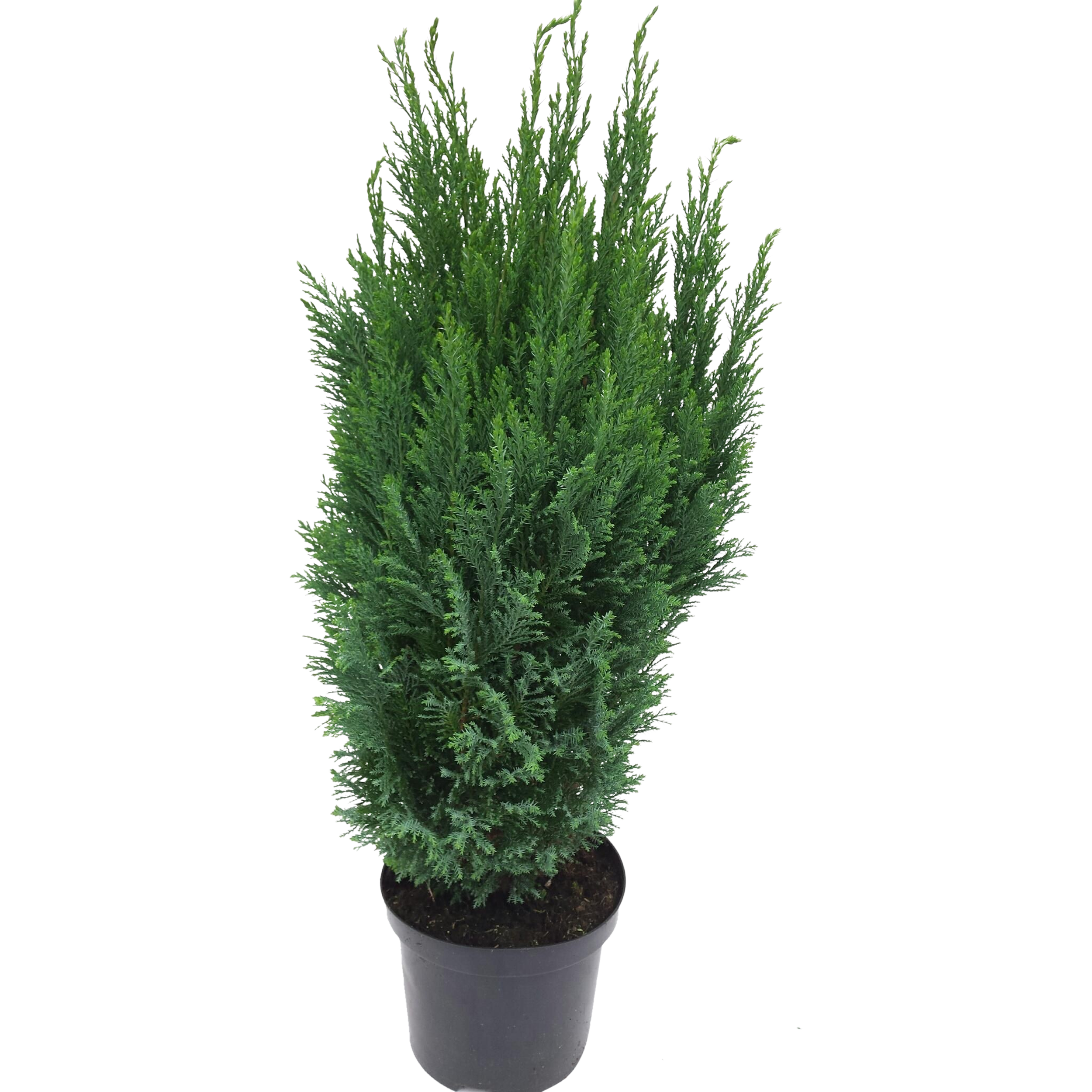 Cyprysik lawsona 'Elwoodii' Cyprysik 70 cm