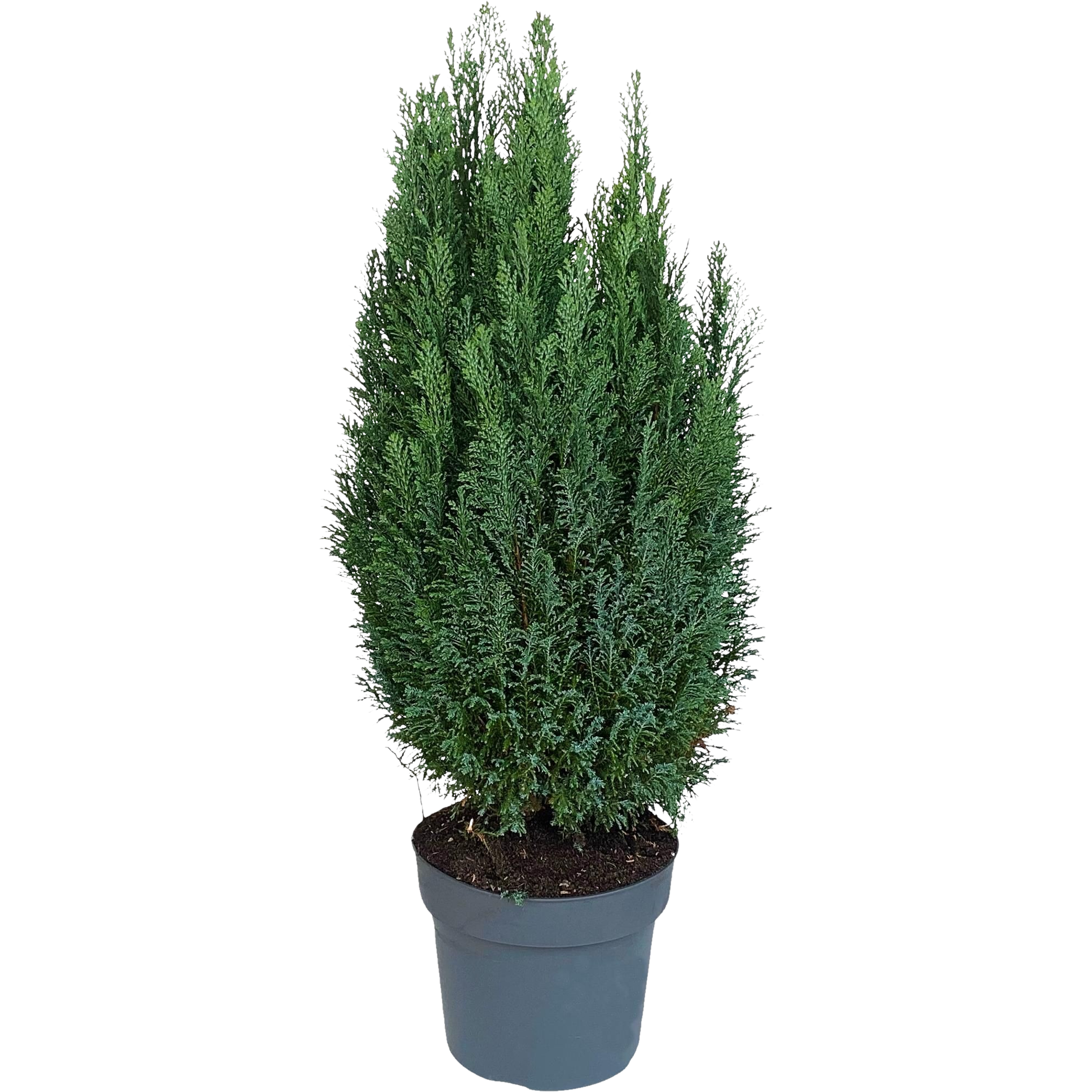 Cyprysik lawsona 'Elwoodii' Cyprysik 100 cm