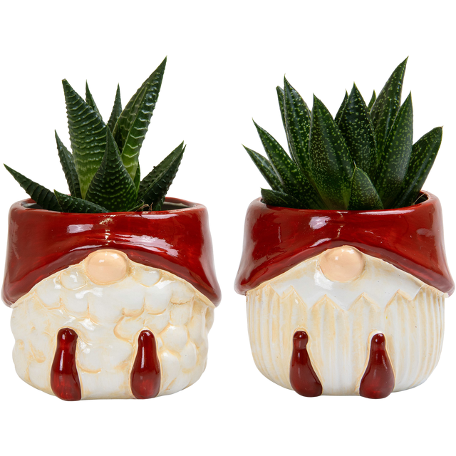 Sukulent w świątecznej doniczce ceramicznej Krasnal Pozostałe kaktusy i sukulenty 12 cm