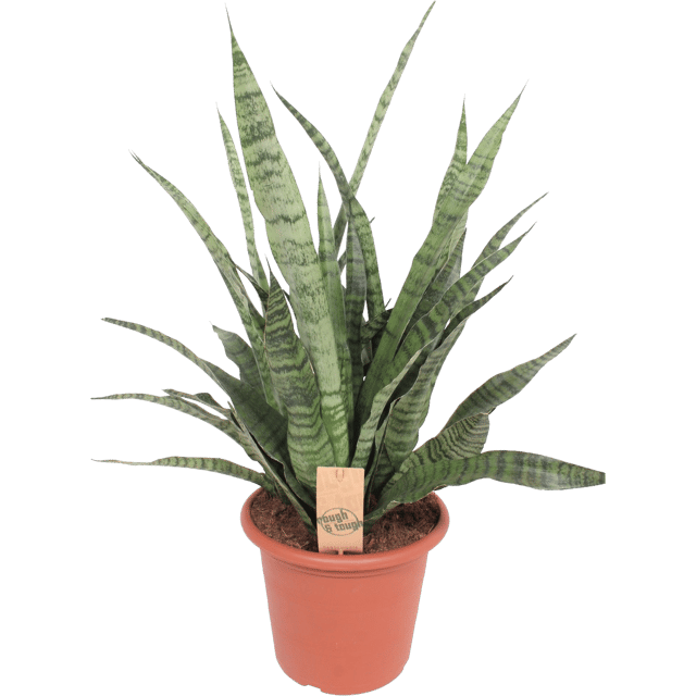 Sansewieria Torch Tougt 40 cm