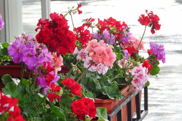 pelargonie