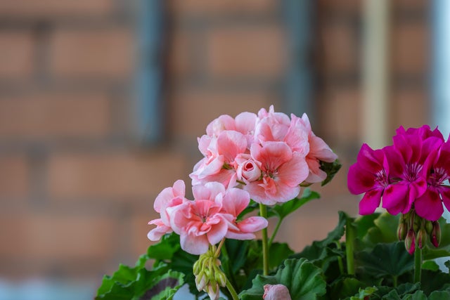 pelargonie na balkonie