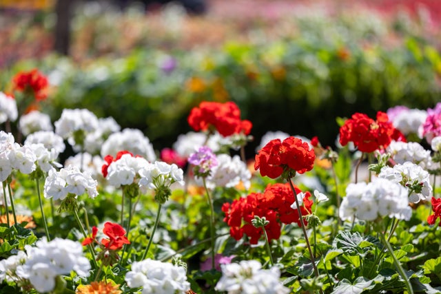 pelargonie