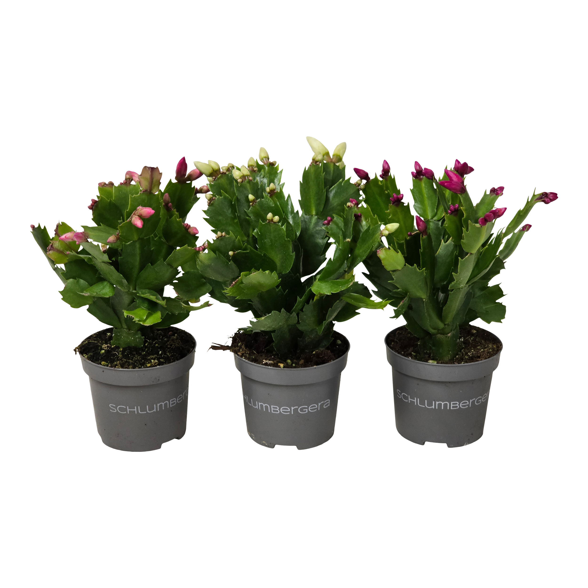 Grudnik Szlumbergera mix 18 cm