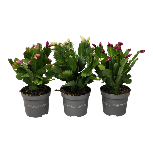 Grudnik Szlumbergera mix 18 cm