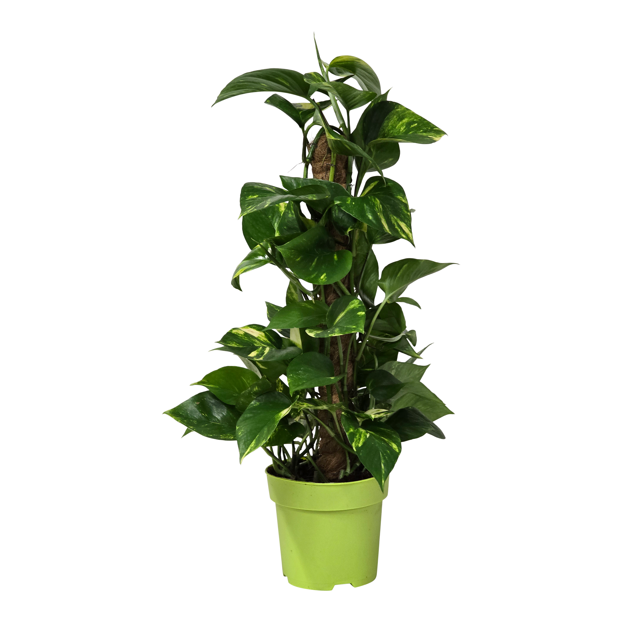 Epipremnum Scindapsus 70 cm