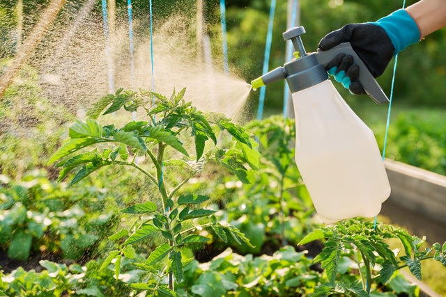 spryskiwanie roślin