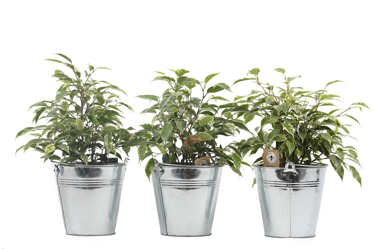Pack de 3 ficus kinky en maceta de 12 cm