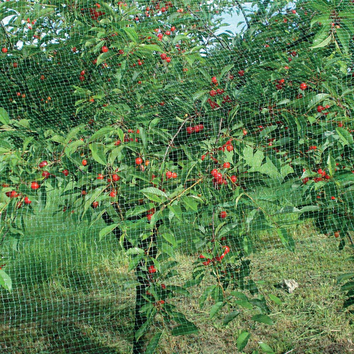 Rete antiuccello verde TENAX Ortoflex 10 x 2 m - 2