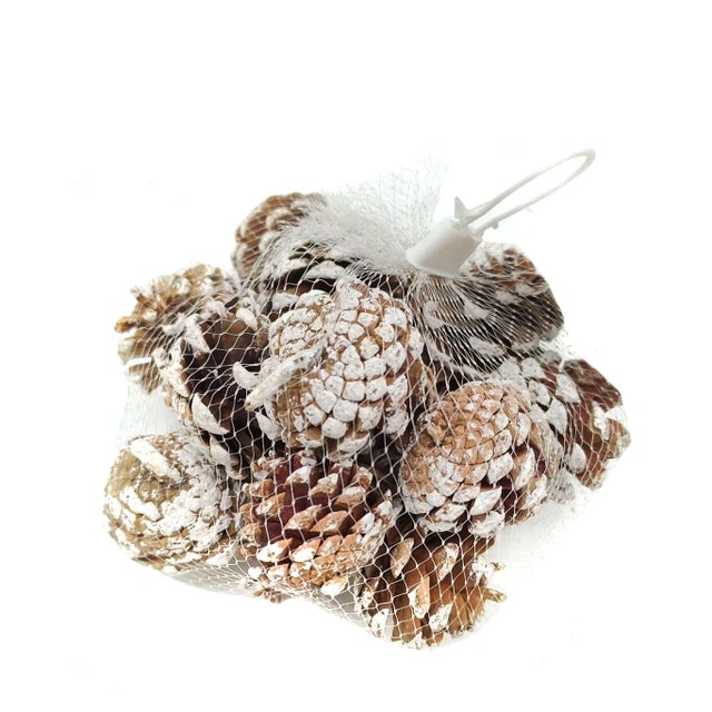Pigna marrone