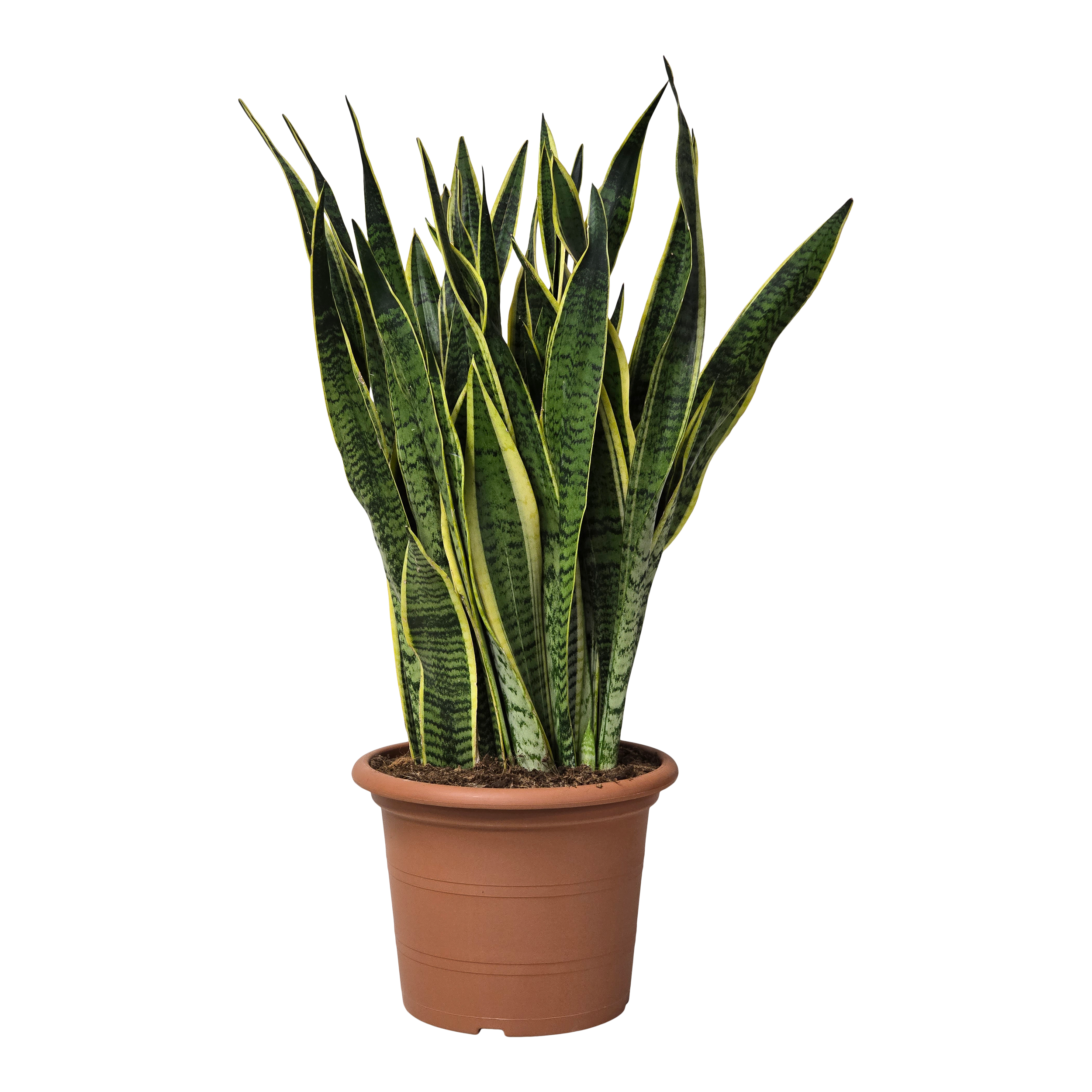 Sansewieria gwinejska Sansewieria 90 cm
