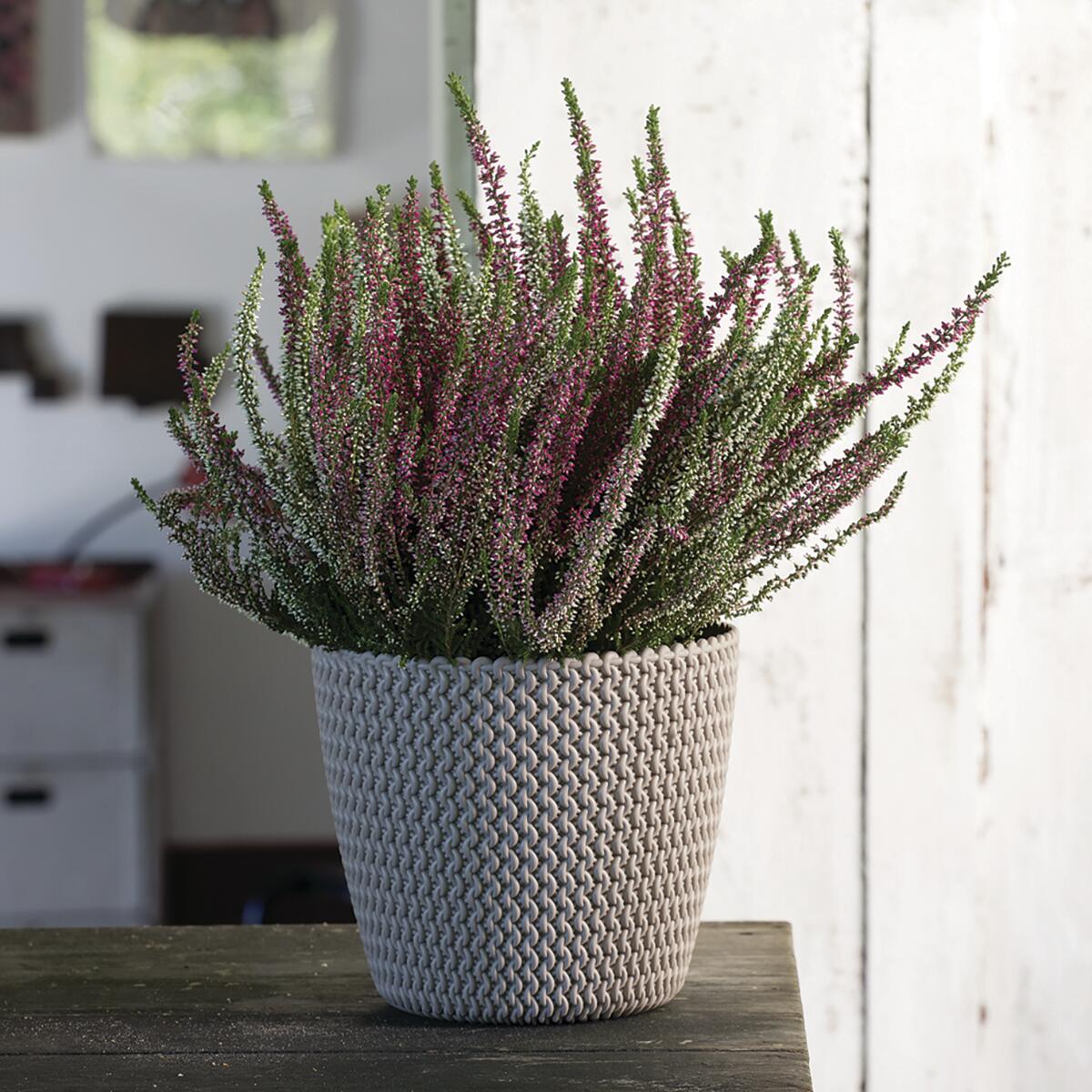 Vaso Splofy PROSPERPLAST in polipropilene beige H 22 x ø 26 cm - 2