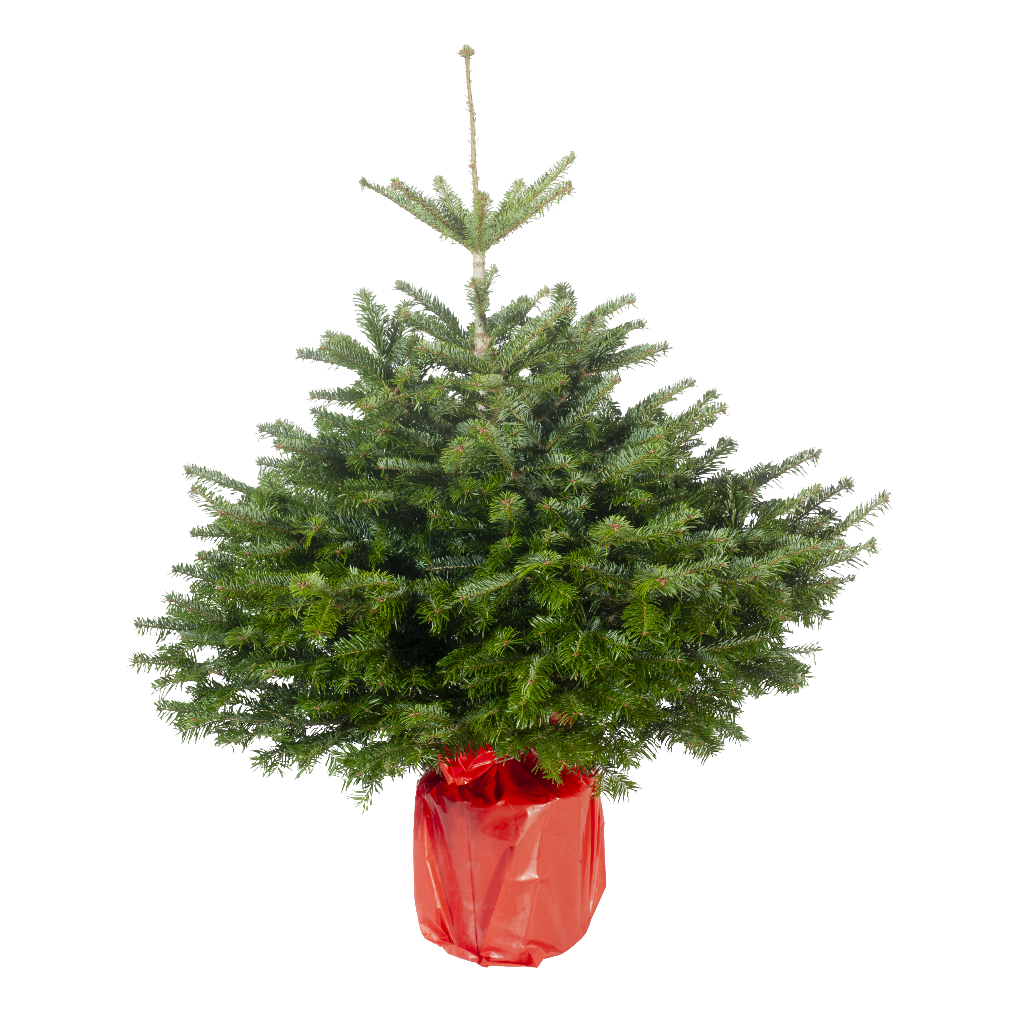 Jodła kaukaska ukorzeniona 120-140 cm choinka żywa w donicy