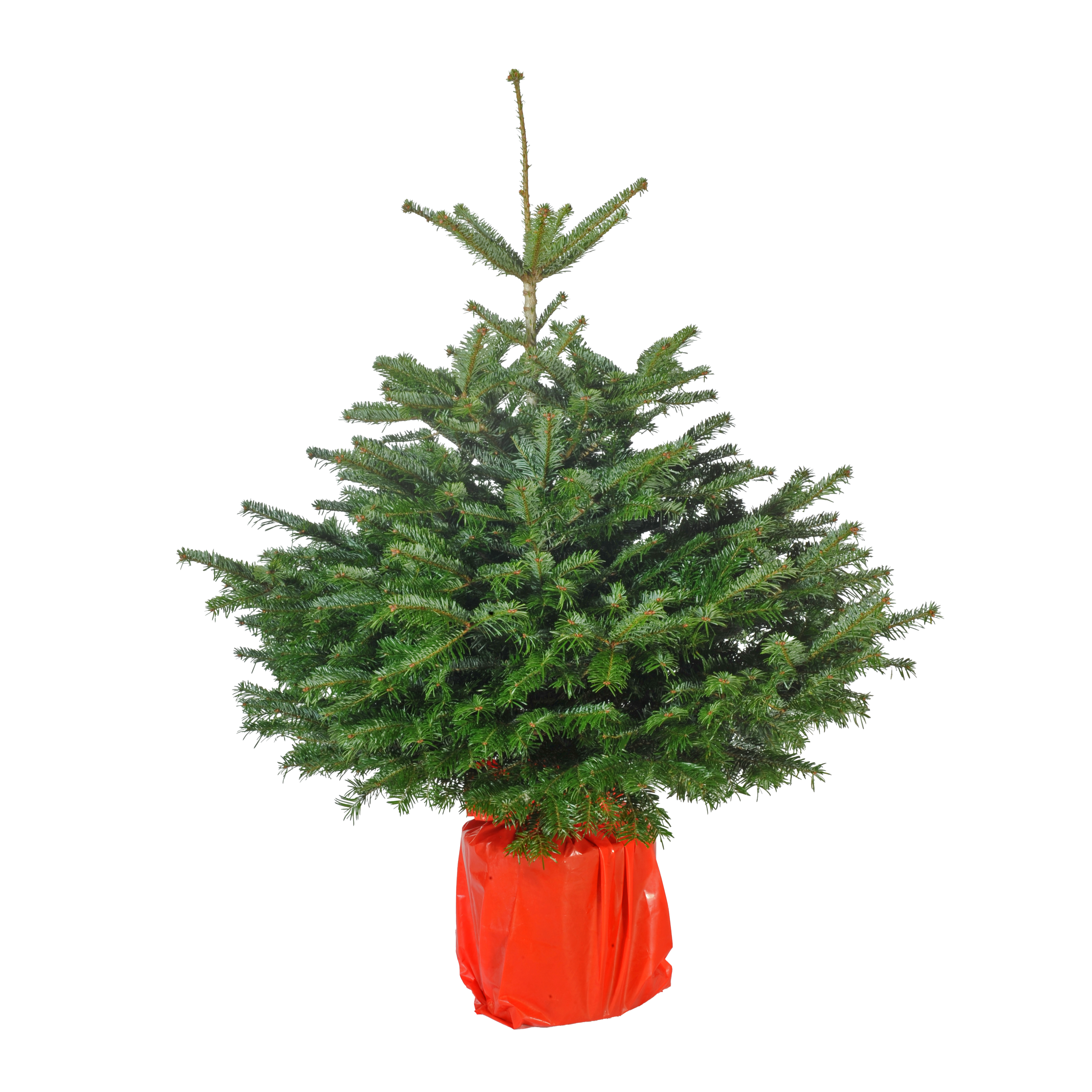Jodła kaukaska ukorzeniona 100-125 cm choinka żywa w donicy