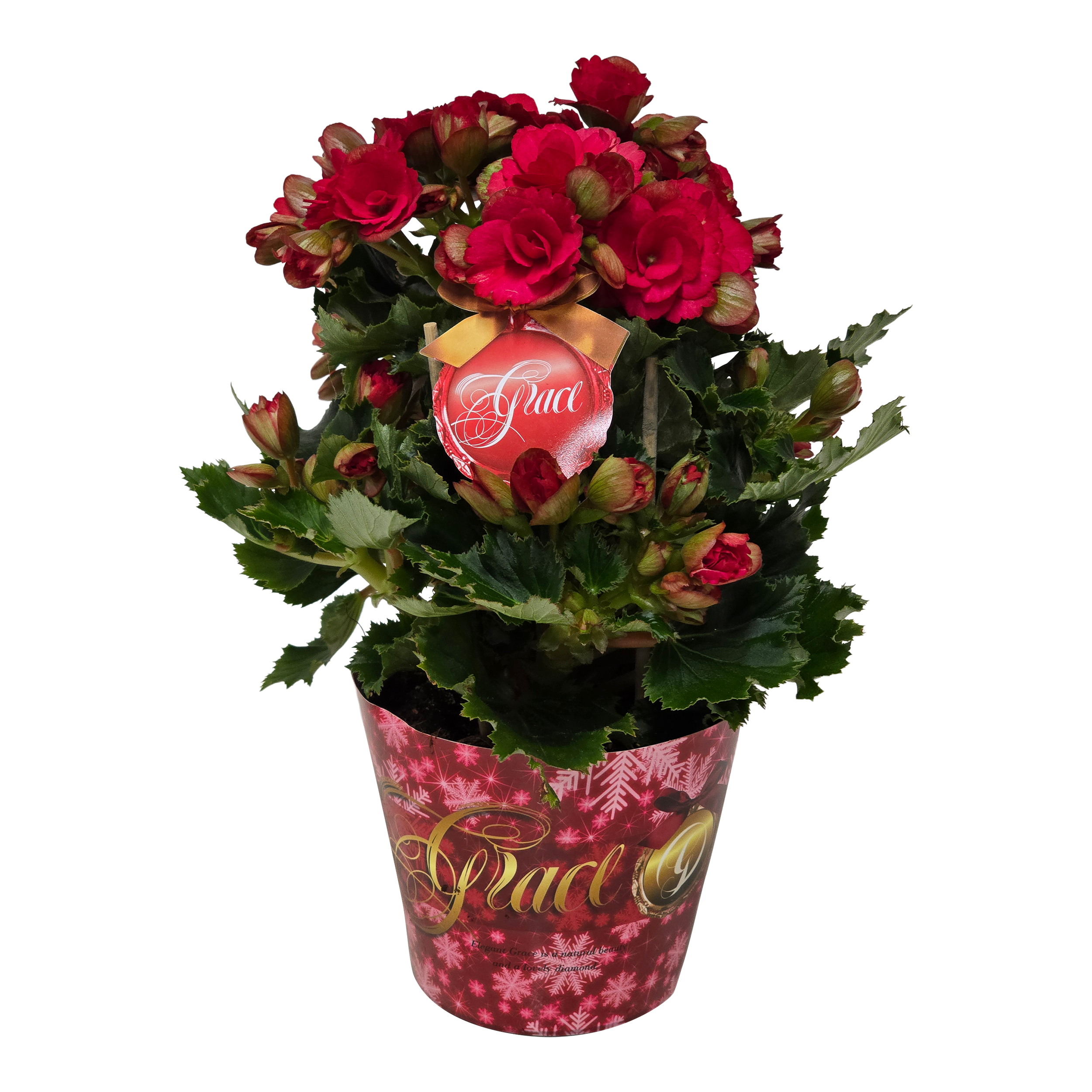 Begonia Grace Pozostałe rośliny kwitnące 35 cm