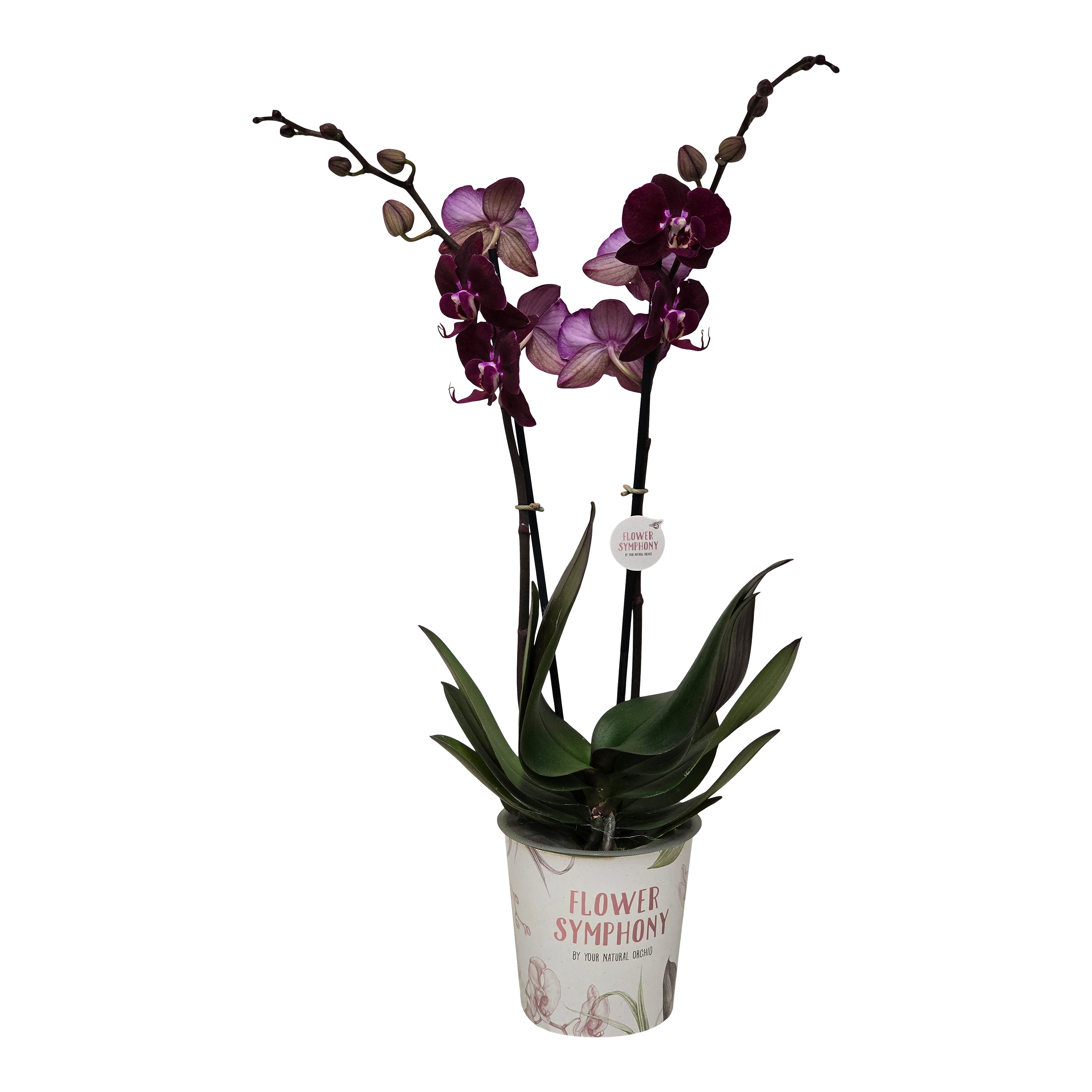 Storczyk Falenopsis Falenopsis 55 cm