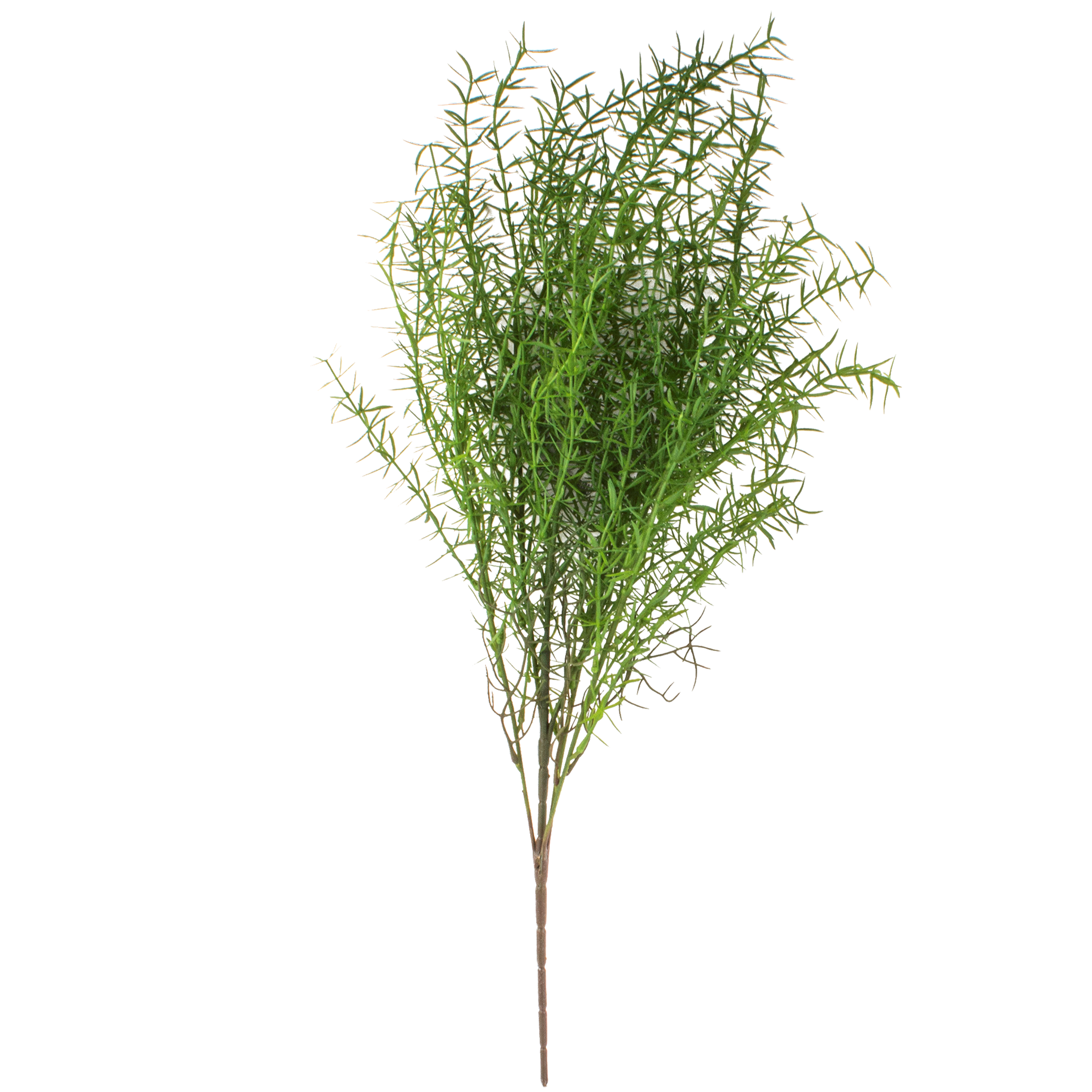 Gałązka Asparagus wys. 68 cm mix kolorów