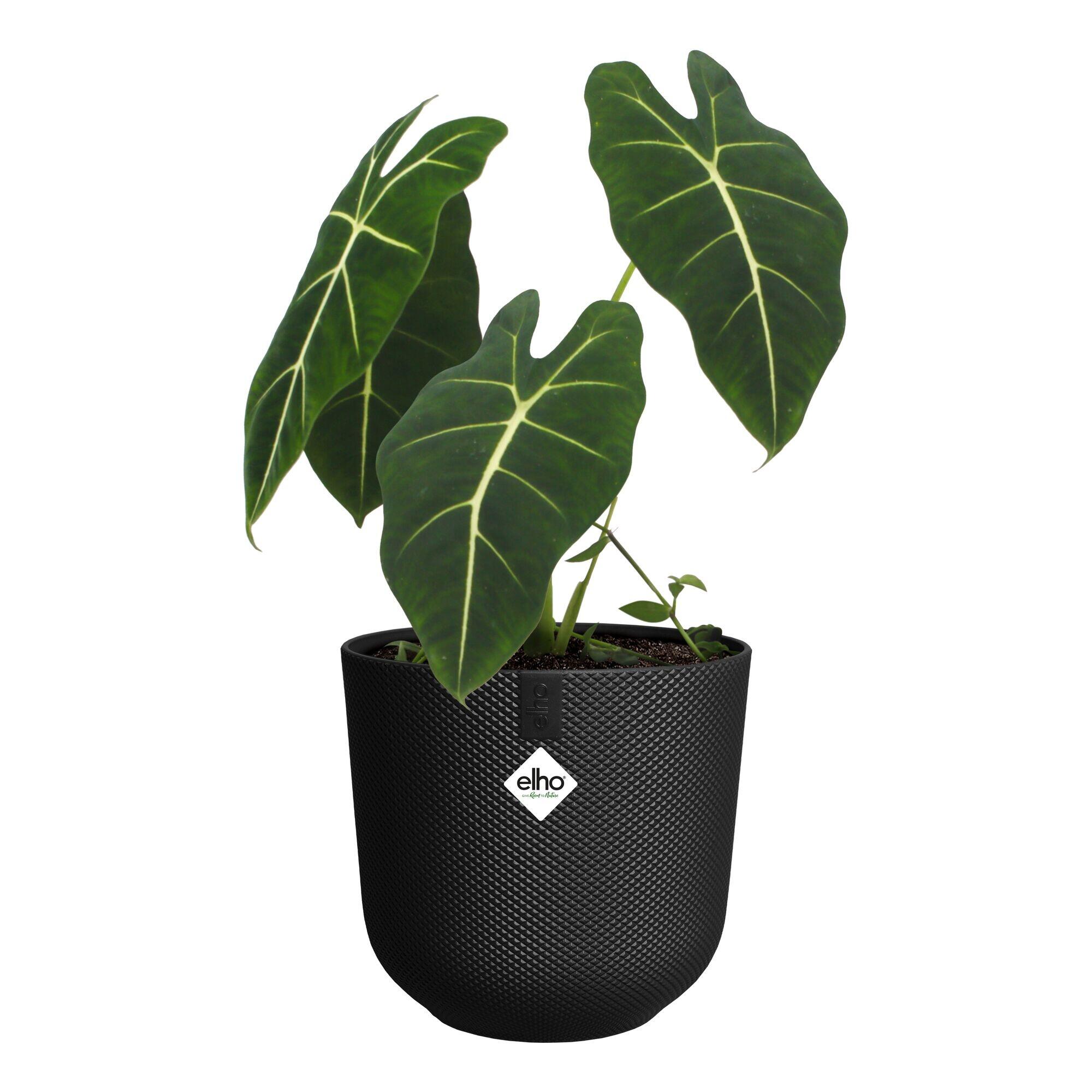 Maceta de polietileno magnolia negro 30x29 cm