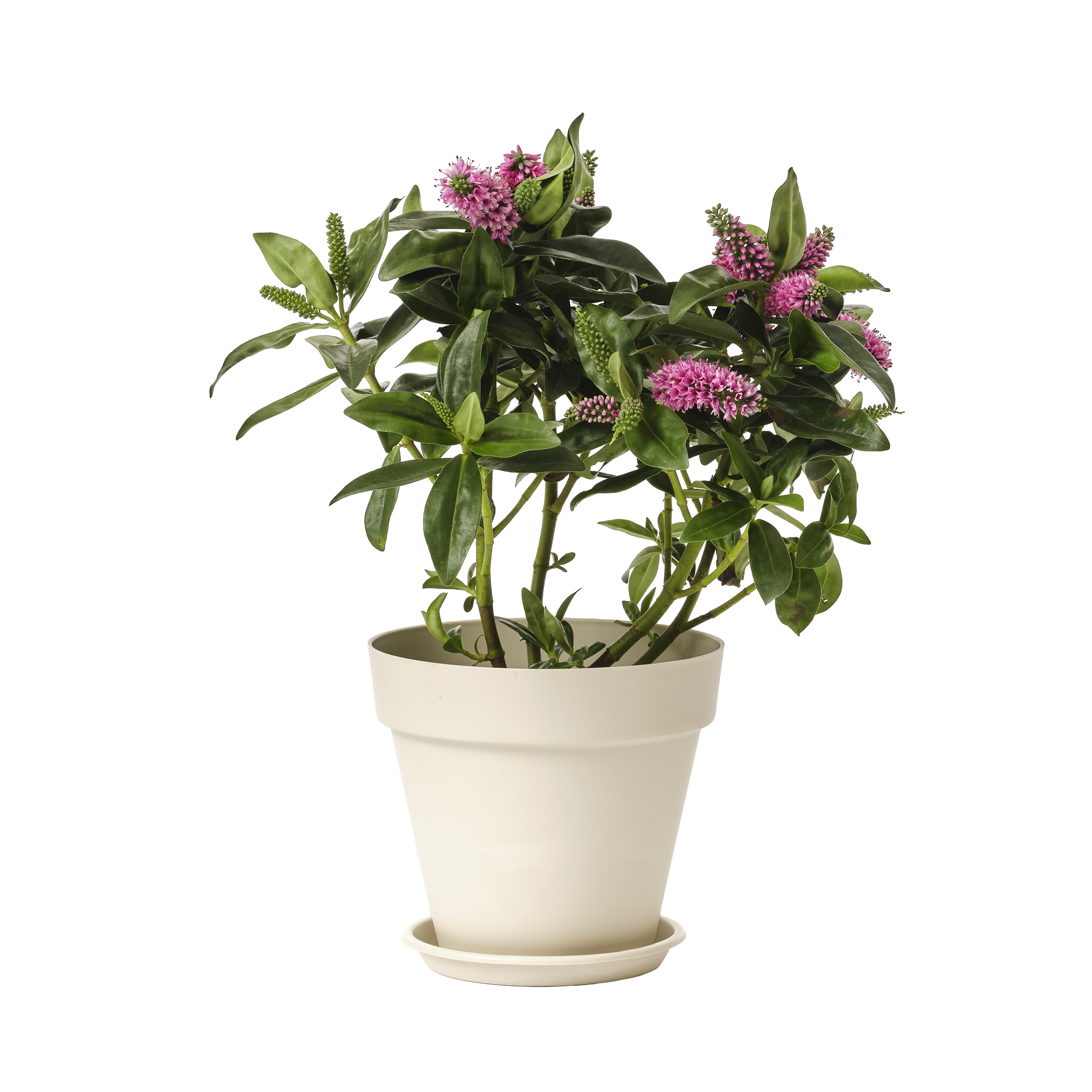 Prato vaso Geolia Taiga ø13cm creme - 3