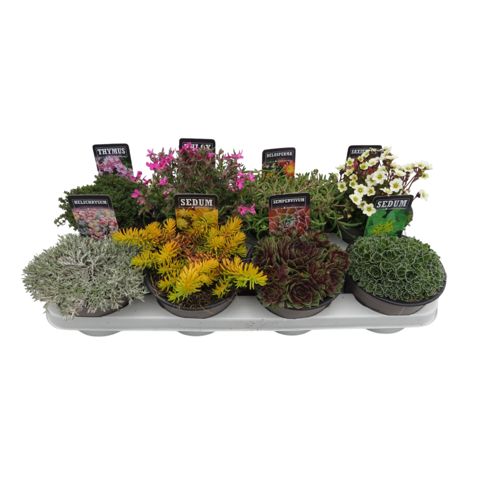 Planta verde, Rock plants, mix culori, H 25 cm, Ø 14 cm