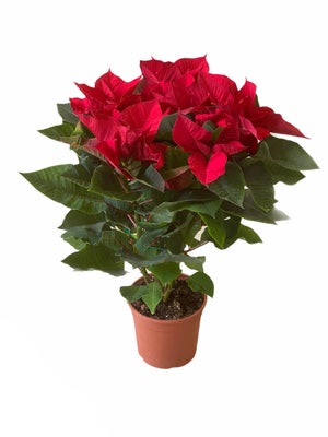 E-Know Vaso Per Piante, 150 Pezzi, 15 Cm, In Plastica Rotondo R 1260952
