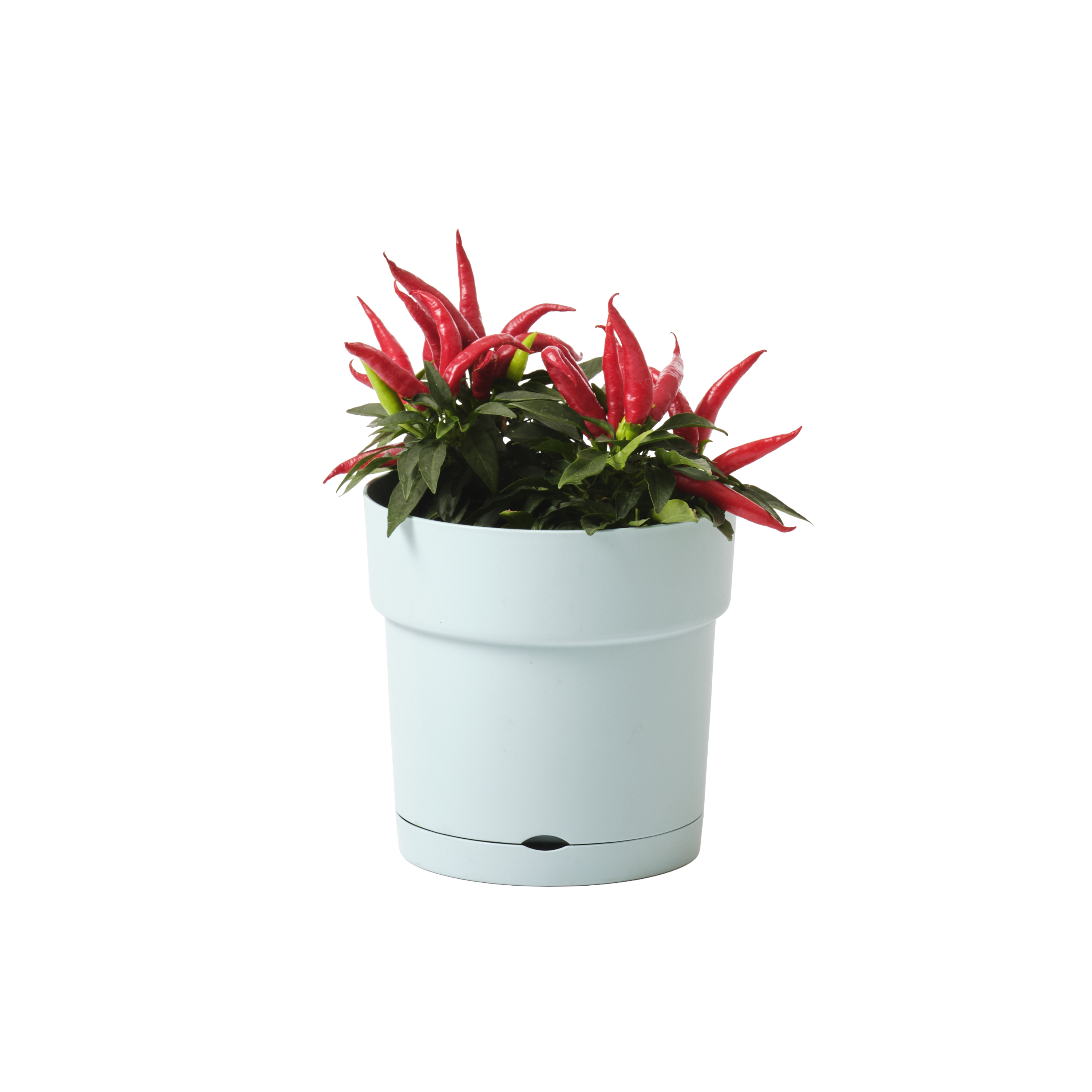 Maceta red piana con plato 20 cm verde