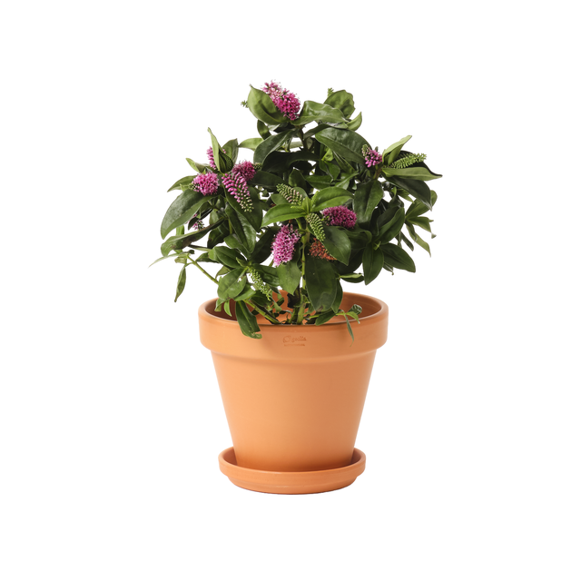 Doniczka terakotowa Gobi 19cm Geolia