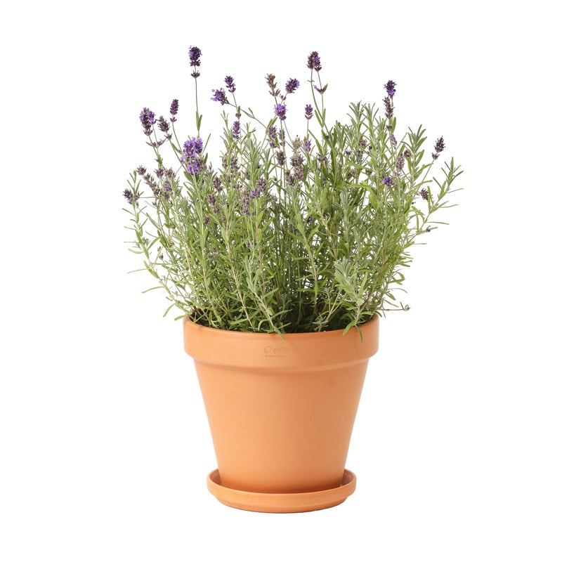 Doniczka terakotowa Gobi 25cm Geolia