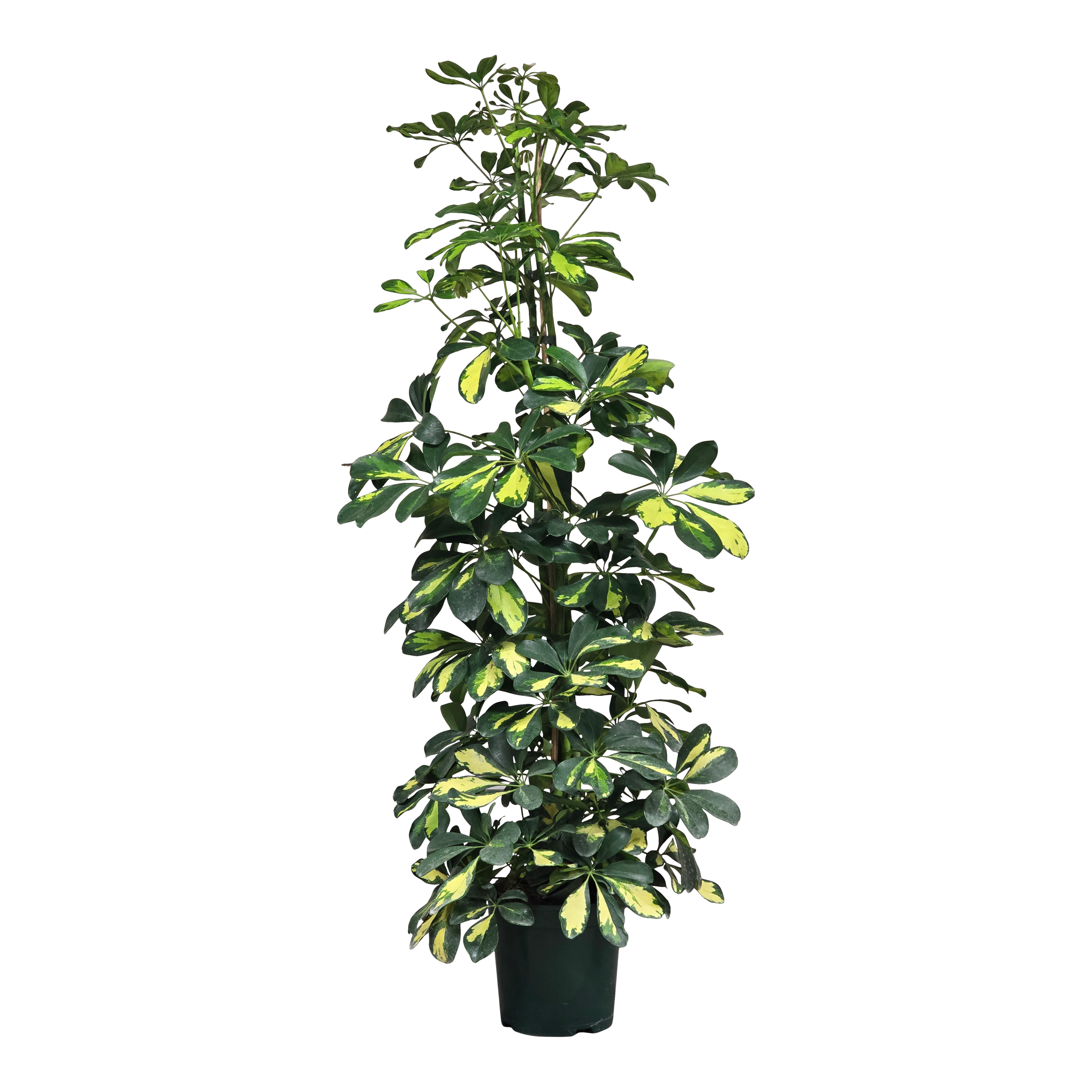 Szeflera dalton Szeflera 120 cm