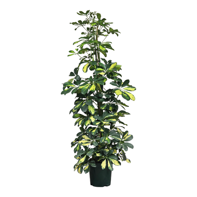 Szeflera dalton Szeflera 120 cm