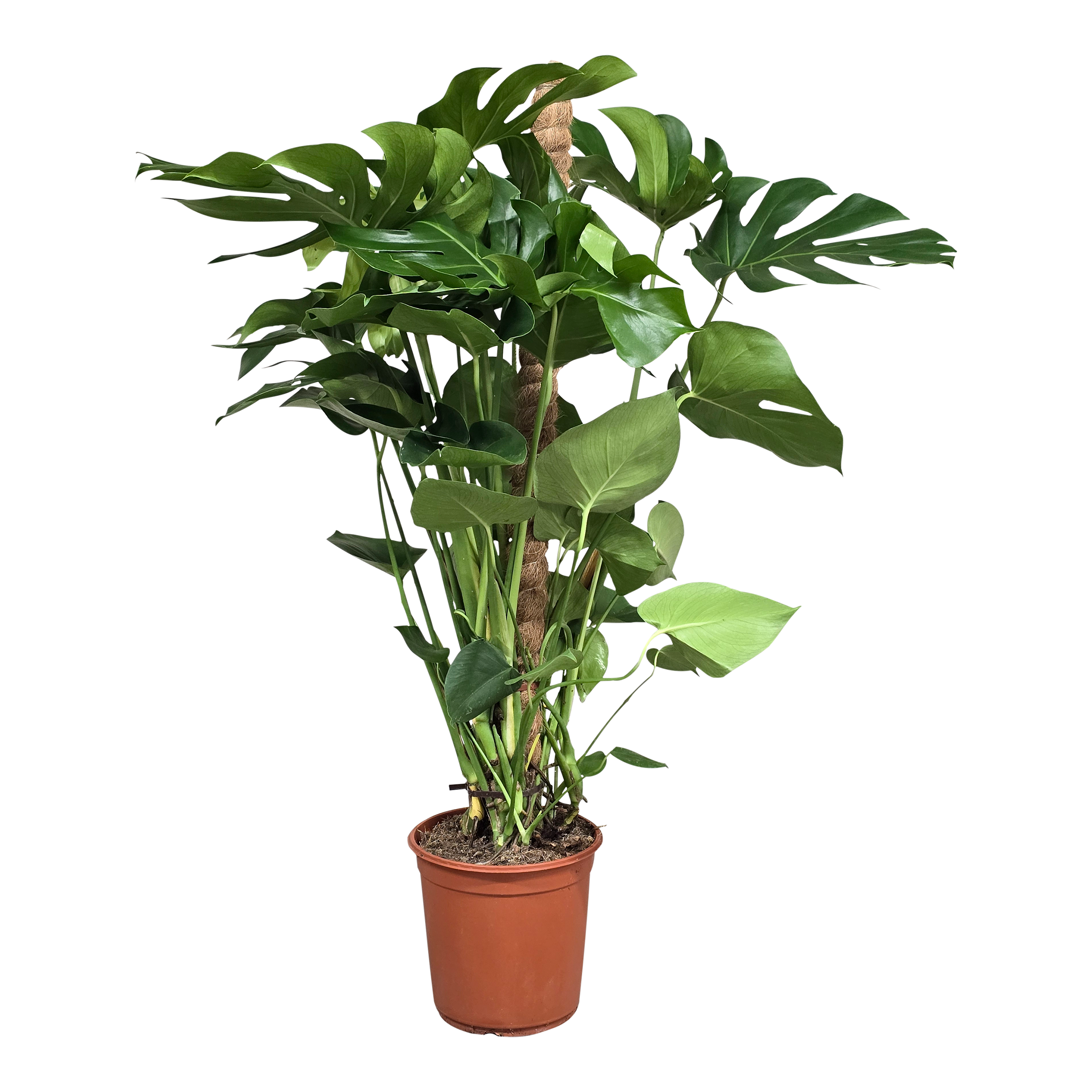 philodendron gloriosum types Philodendron Gloriosum 4