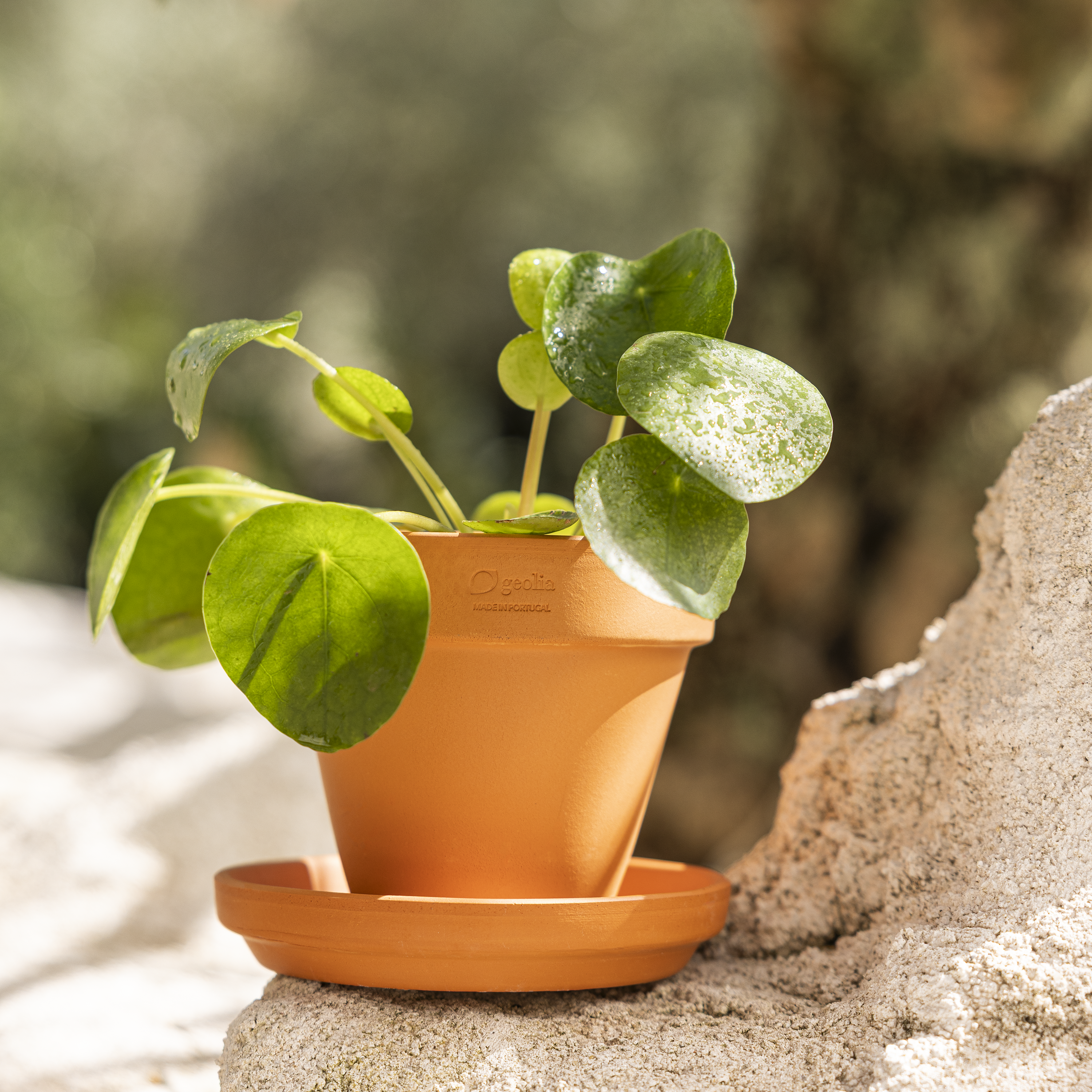 Soucoupe pour pot de fleurs et plantes terre cuite GEOLIA D.9 cm - 3