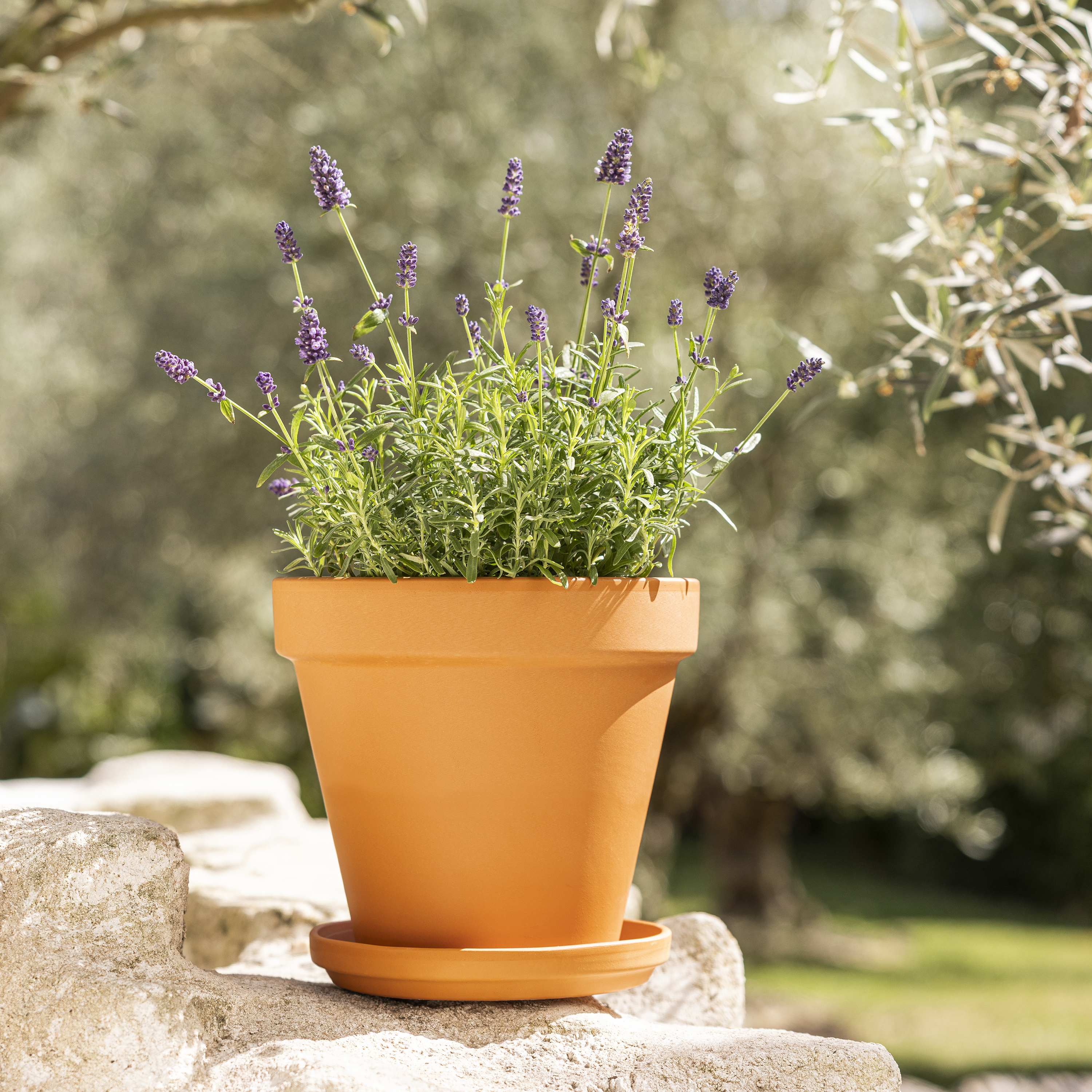 Soucoupe pour pot de fleurs et plantes terre cuite GEOLIA D.21 cm - 4