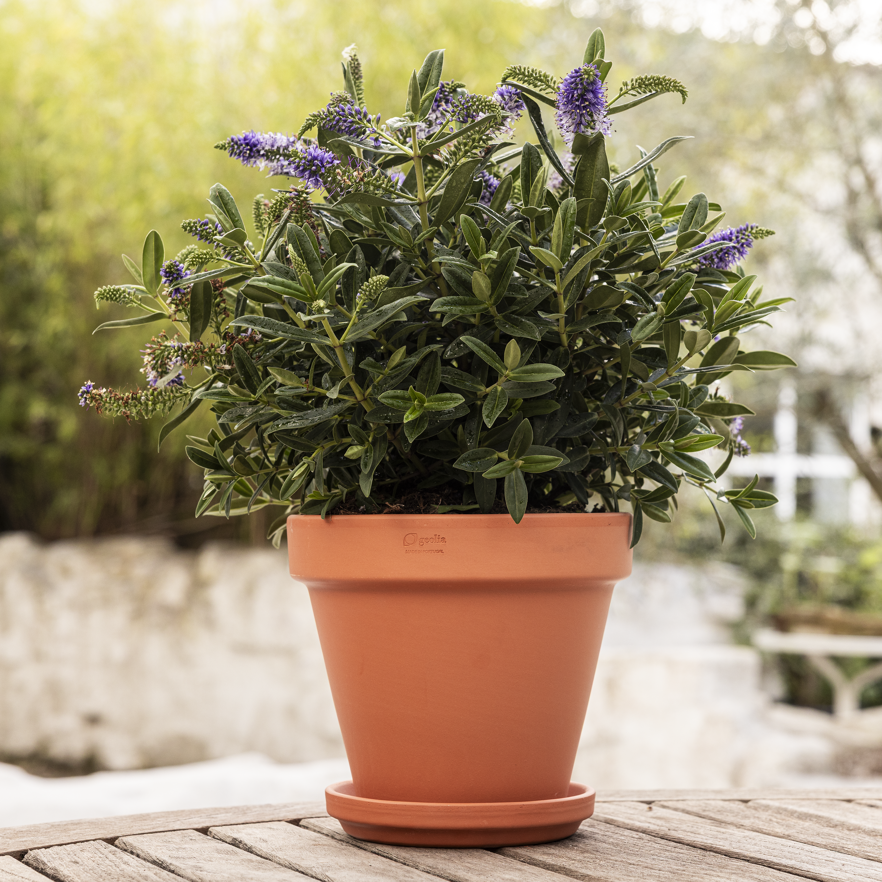 Soucoupe pour pot de fleurs et plantes terre cuite GEOLIA D.18 cm - 3
