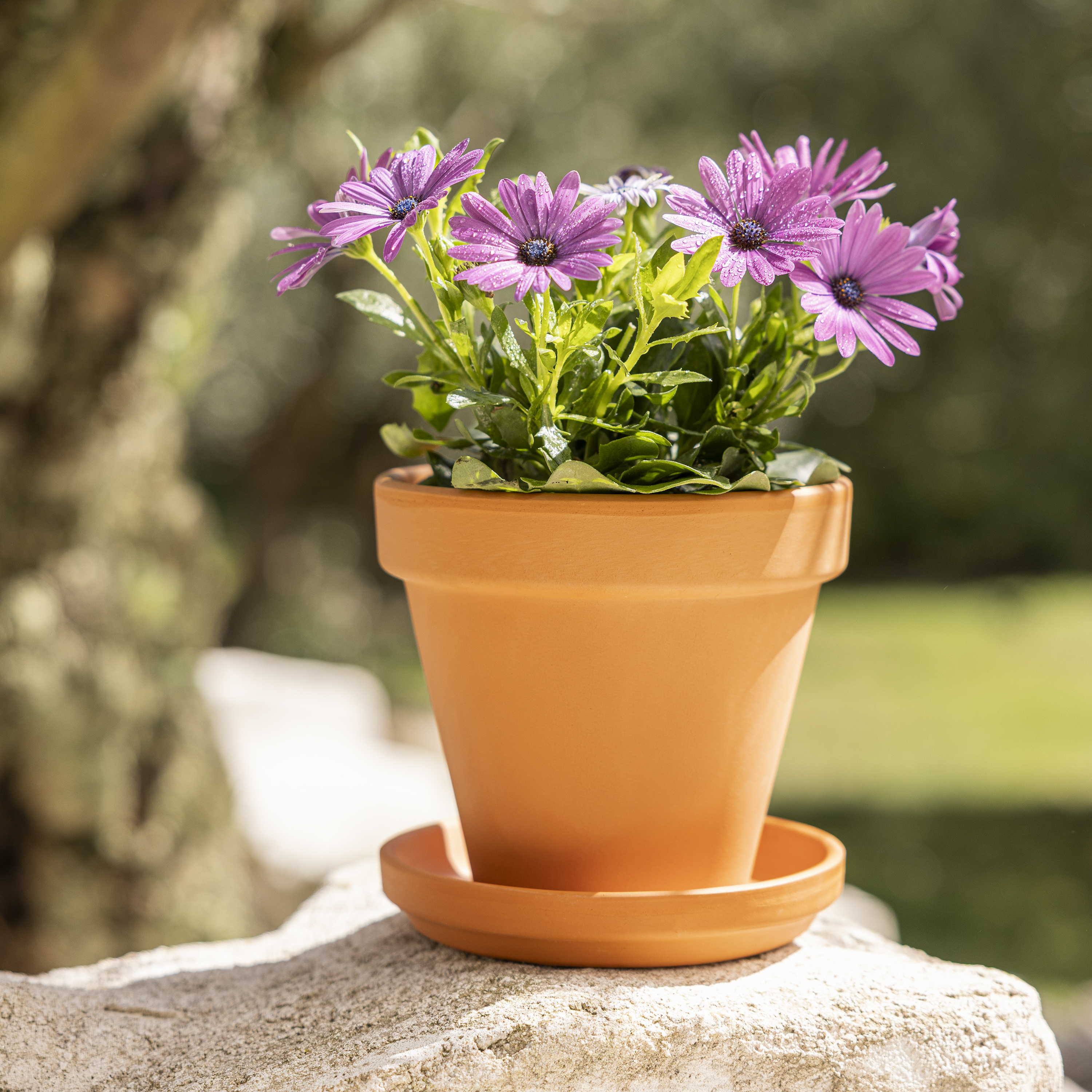 Soucoupe pour pot de fleurs et plantes terre cuite GEOLIA D.13 cm - 3